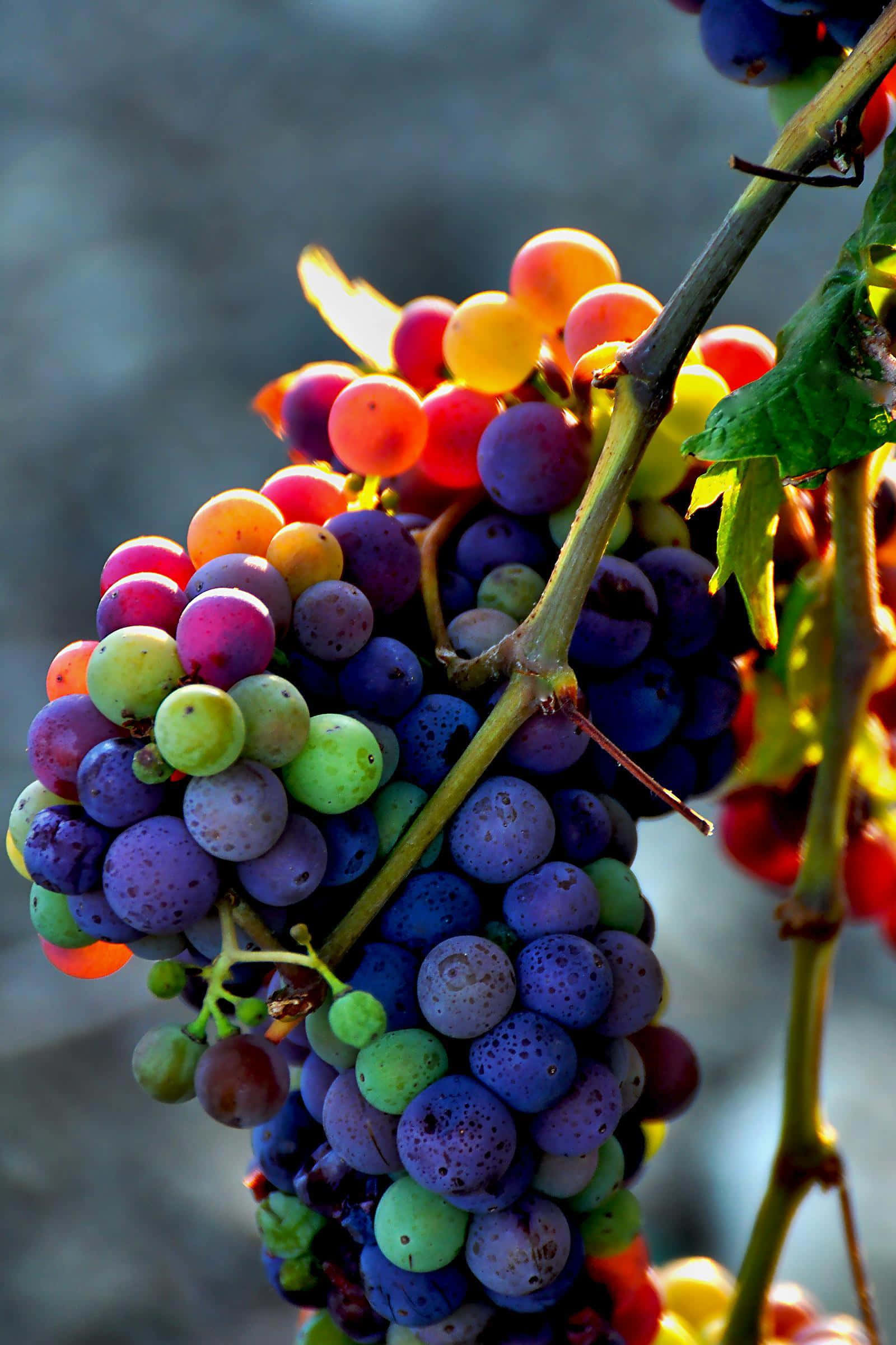 Grape 桌布 壁紙 — 一串色彩繽紛的葡萄在溫暖陽光下閃閃發光，背景柔和模糊。