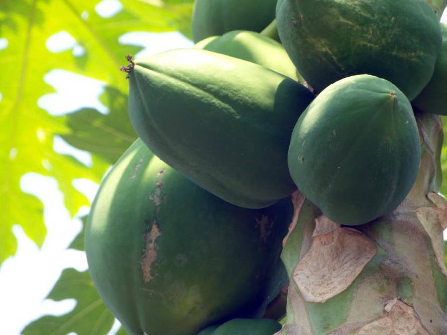 Fruits 桌布 壁紙 — 一串青木瓜掛在樹上，背景是明亮陽光照耀的葉子。
