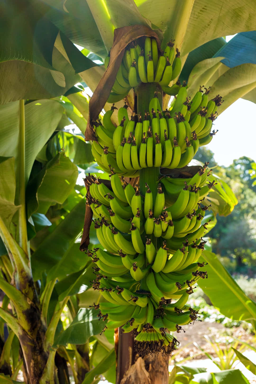 Fruit 桌布 壁紙 — 一串鮮豔的未成熟綠色香蕉沉重地掛在香蕉樹上，周圍是寬闊的熱帶葉子，在明亮的陽光下。