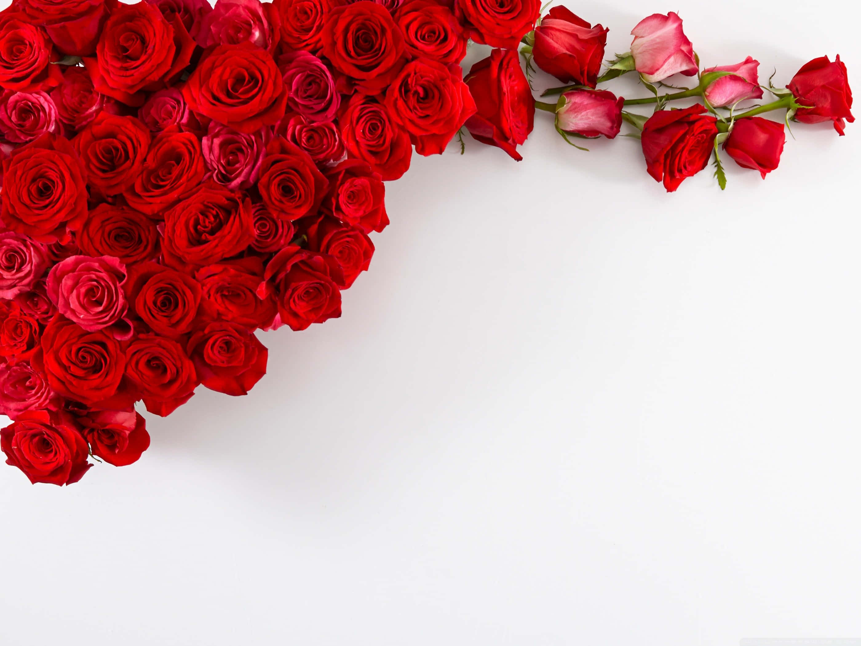 Red Roses 桌布 壁紙 — 一串鮮豔的紅玫瑰沿對角線灑落在純白背景上，營造出大膽浪漫的構圖。