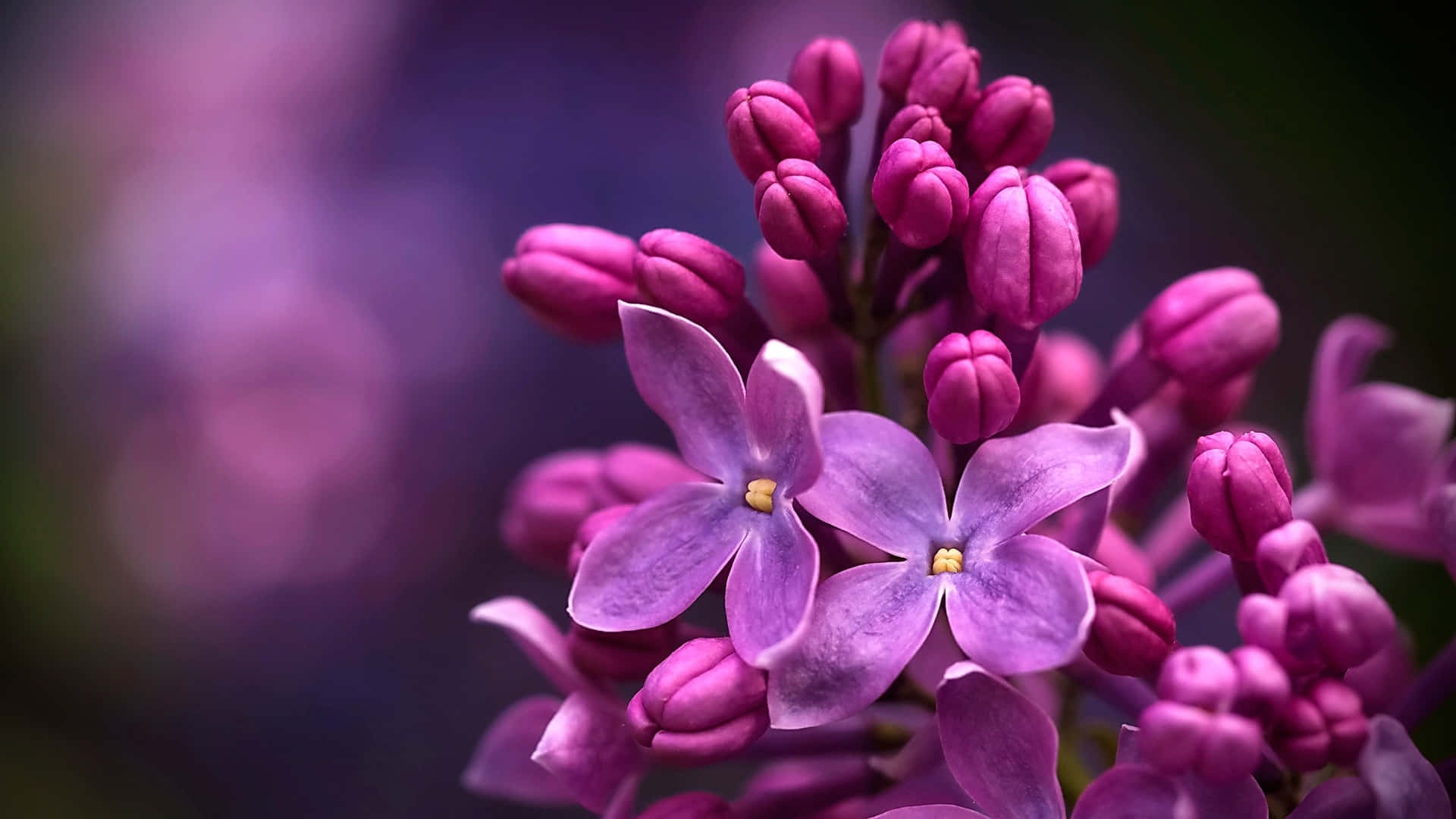 Flowers 桌布 壁紙 — 一些鮮豔紫色丁香花的特寫，有些花蕾在柔軟模糊的背景下展開。