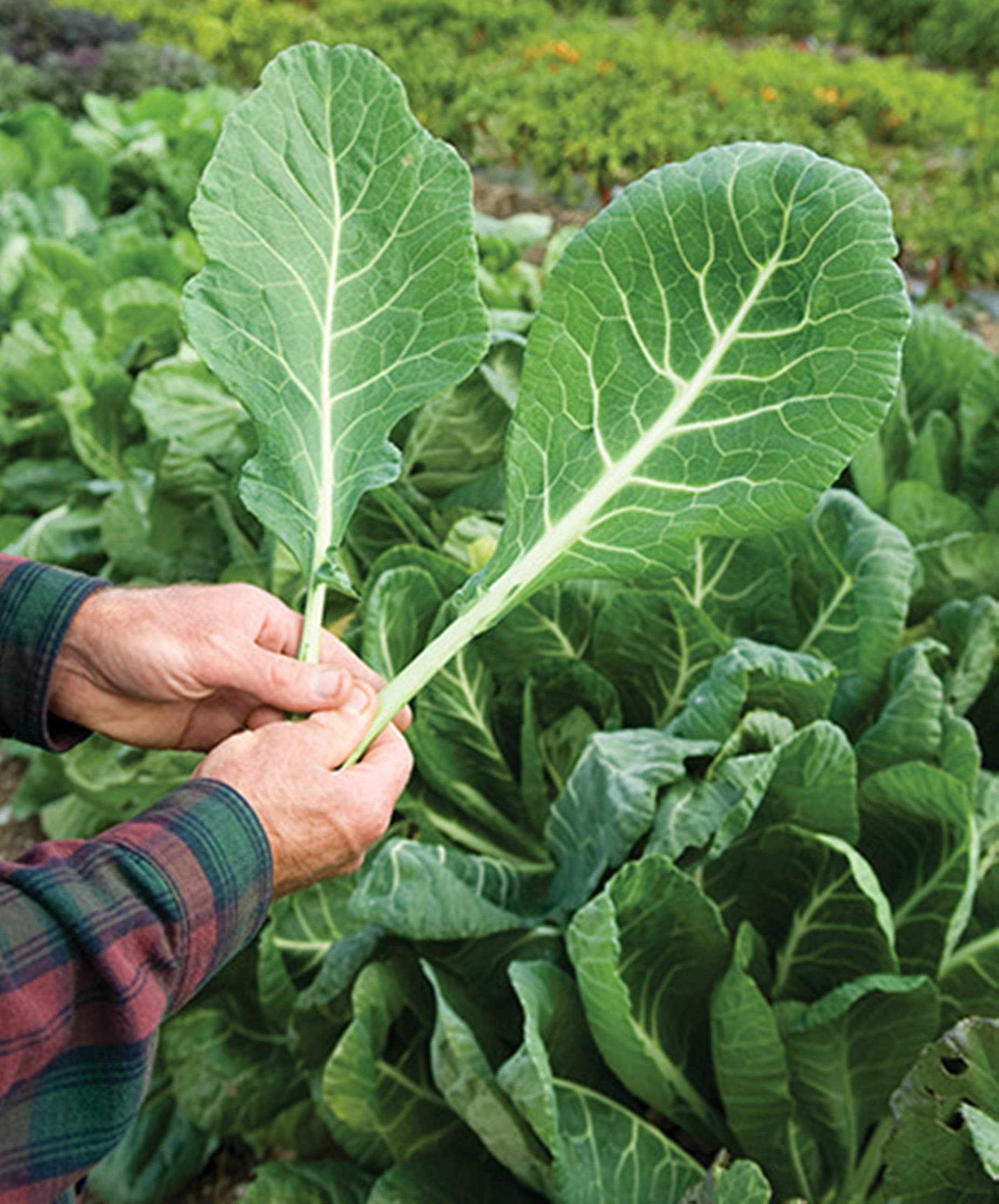 Vegetables 桌布 壁紙 — 一位園丁在茂盛的菜園裡拿著兩片大而鮮綠的高麗菜葉。