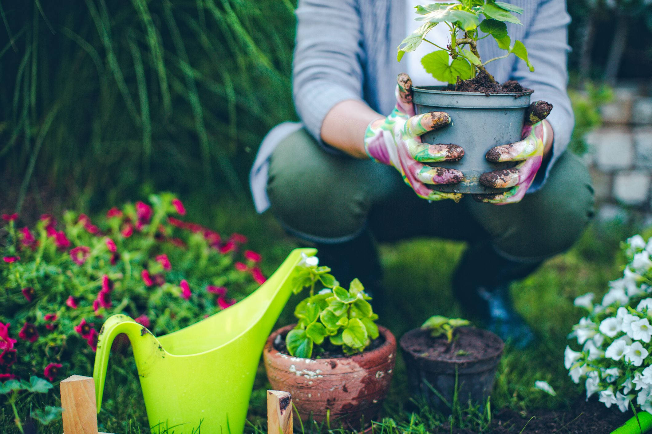 Gardening 桌布 壁紙 — 一位園丁跪在茂盛的花園中，雙手沾滿泥土，捧著一盆盆栽，周圍環繞著鮮豔的花朵和一個亮綠色的澆水壺。