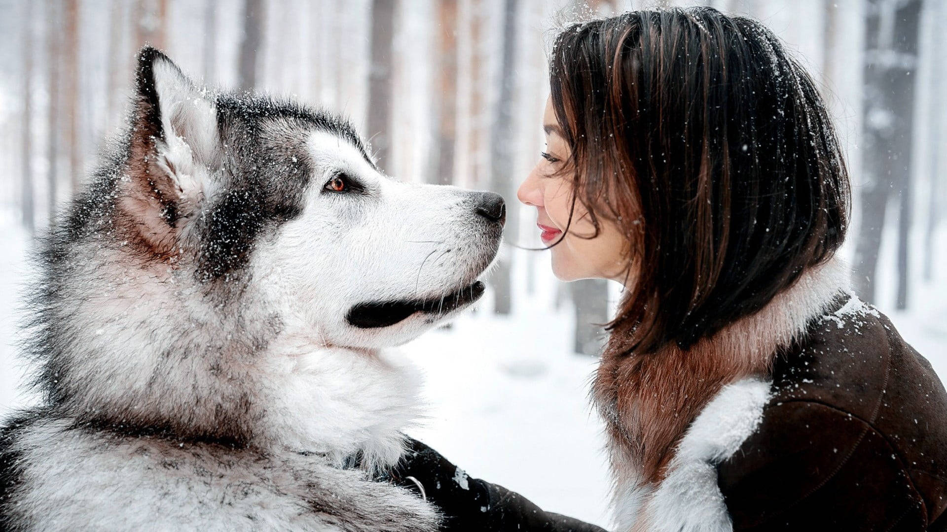 Cute Winter 桌布 壁紙 — 一位女士和一隻阿拉斯加雪橇犬在雪地森林中鼻對鼻分享溫馨時刻。