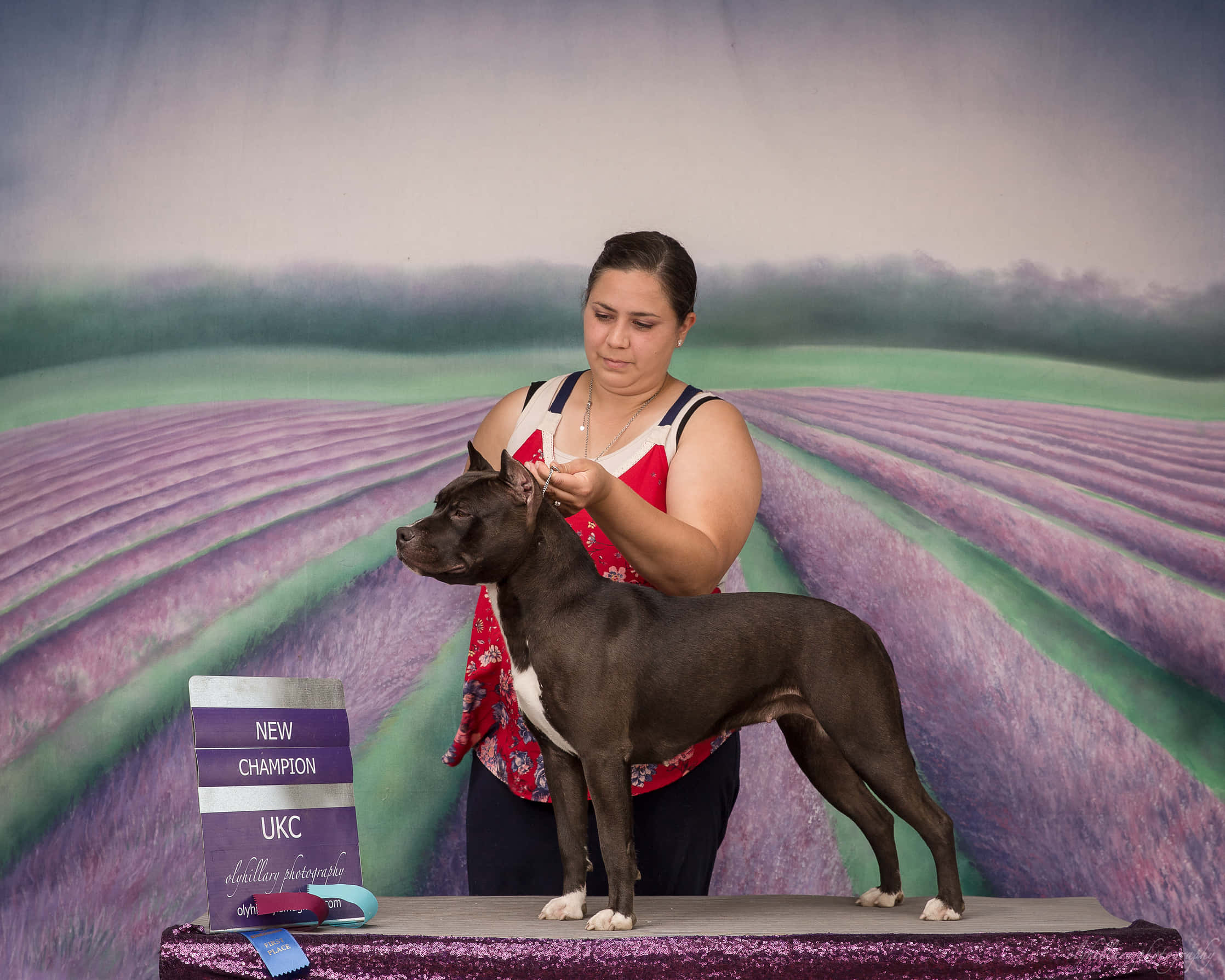 Dogs 桌布 壁紙 — 一位女士在展示桌上自豪地展示一隻深色比特犬，背景是繪製的薰衣草田，並獲得「New Champion UKC」獎項。