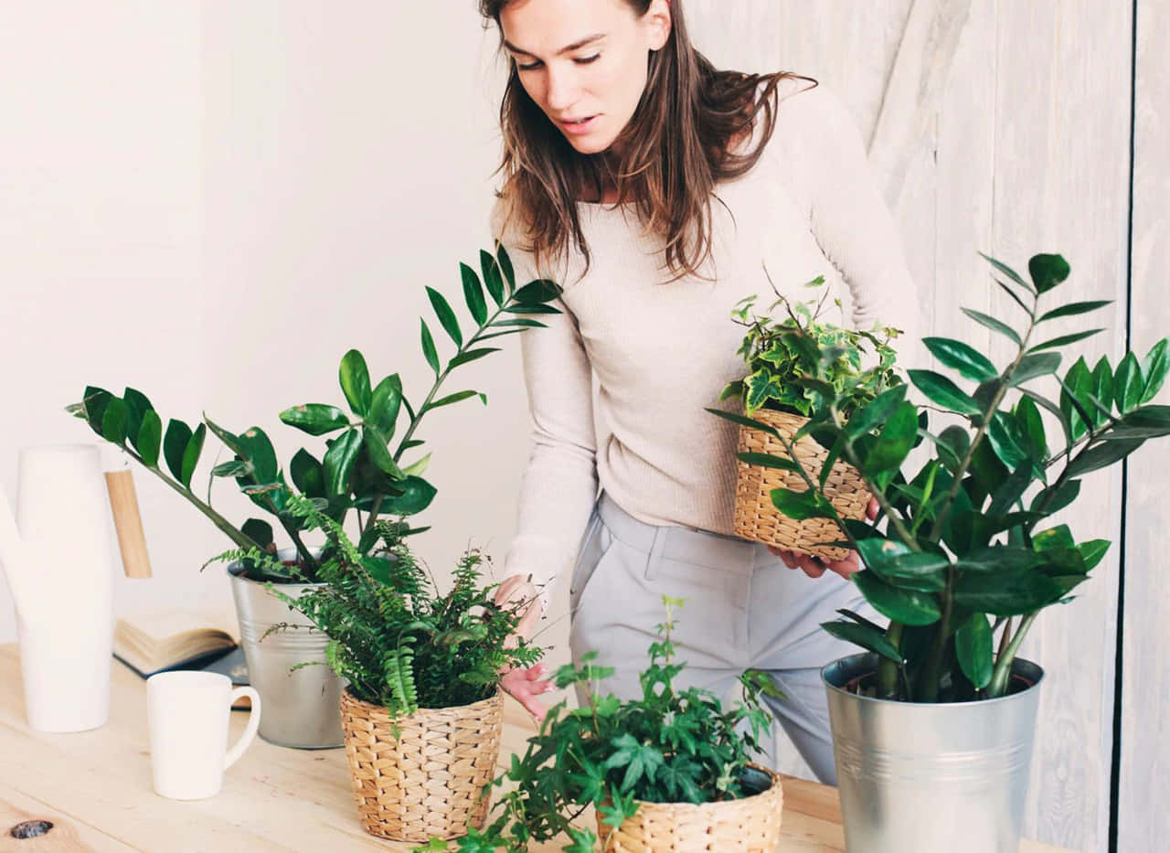 Plant 桌布 壁紙 — 一位女士在明亮的簡約房間裡，溫柔地照料著擺放在木桌上的茂盛綠色室內植物。