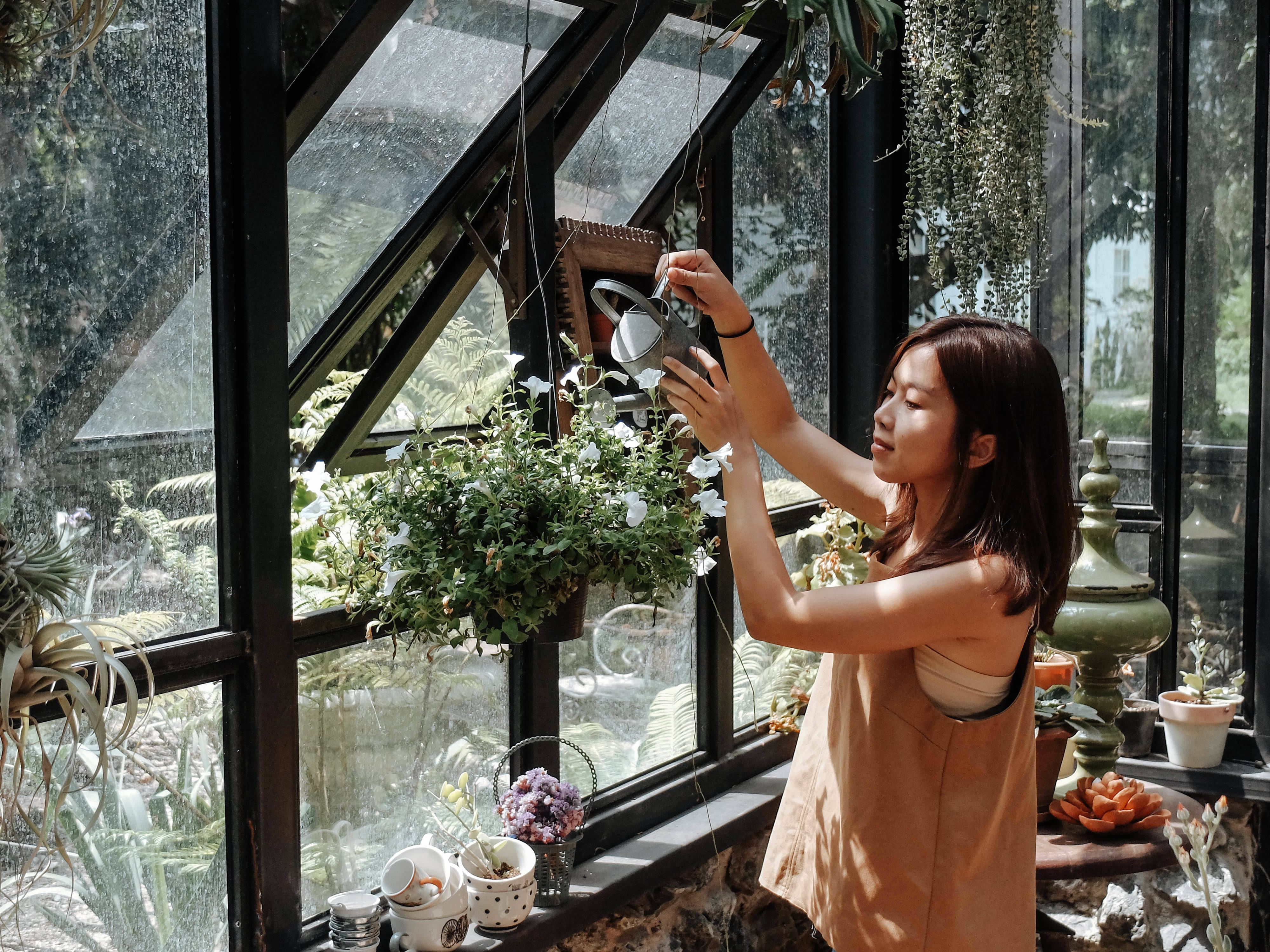 Garden 桌布 壁紙 — 一位女士在溫室中，在明亮的自然光下，用復古風格的水壺輕輕地給懸掛植物澆水。
