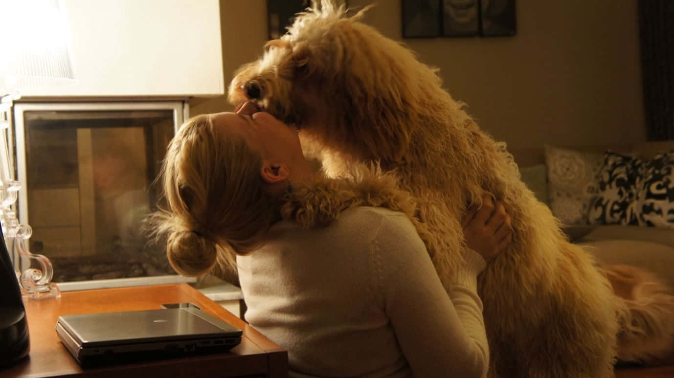 Labradoodle 桌布 壁紙 — 一位女士在溫暖燈光下、設有壁爐的舒適客廳中親吻一隻毛茸茸的金毛犬。