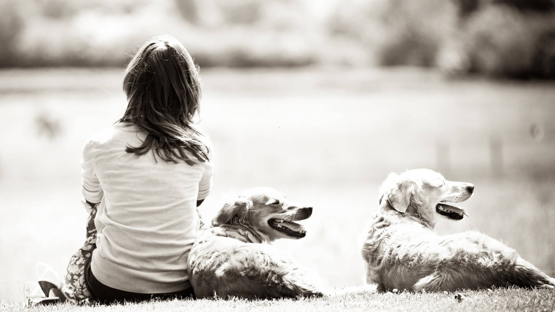 Dog And Girl 桌布 壁紙 — 一位女士坐在草地上，與兩隻黃金獵犬一起，呈現寧靜的黑白戶外場景。