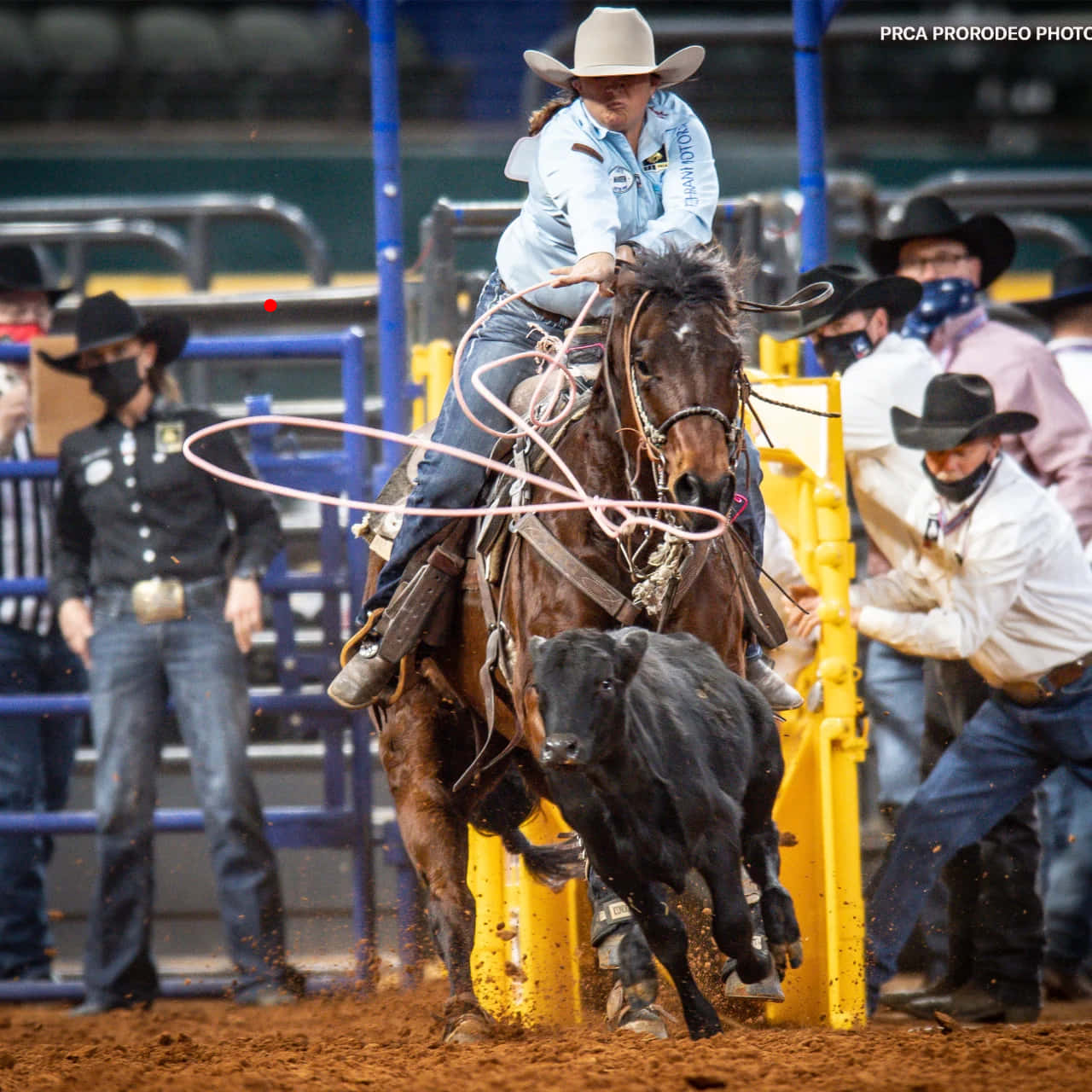 Team Roping 桌布 壁紙 — 一位女牛仔騎著奔騰的馬，在一個有觀眾和官員的牛仔競技場中，向一頭黑色小牛揮舞套索。