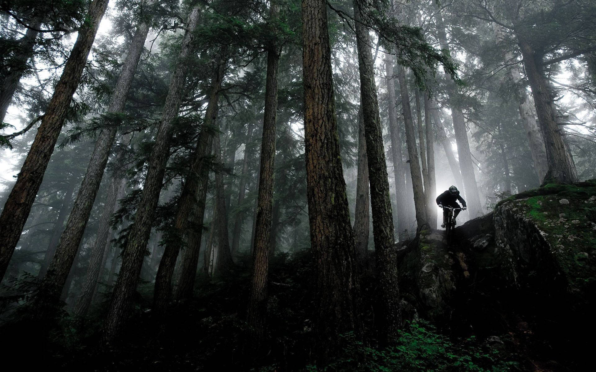 Mountain Bike 桌布 壁紙 — 一位孤獨的山地車手在迷霧森林中騎行，四周是高聳的樹木和柔和散射的光線。