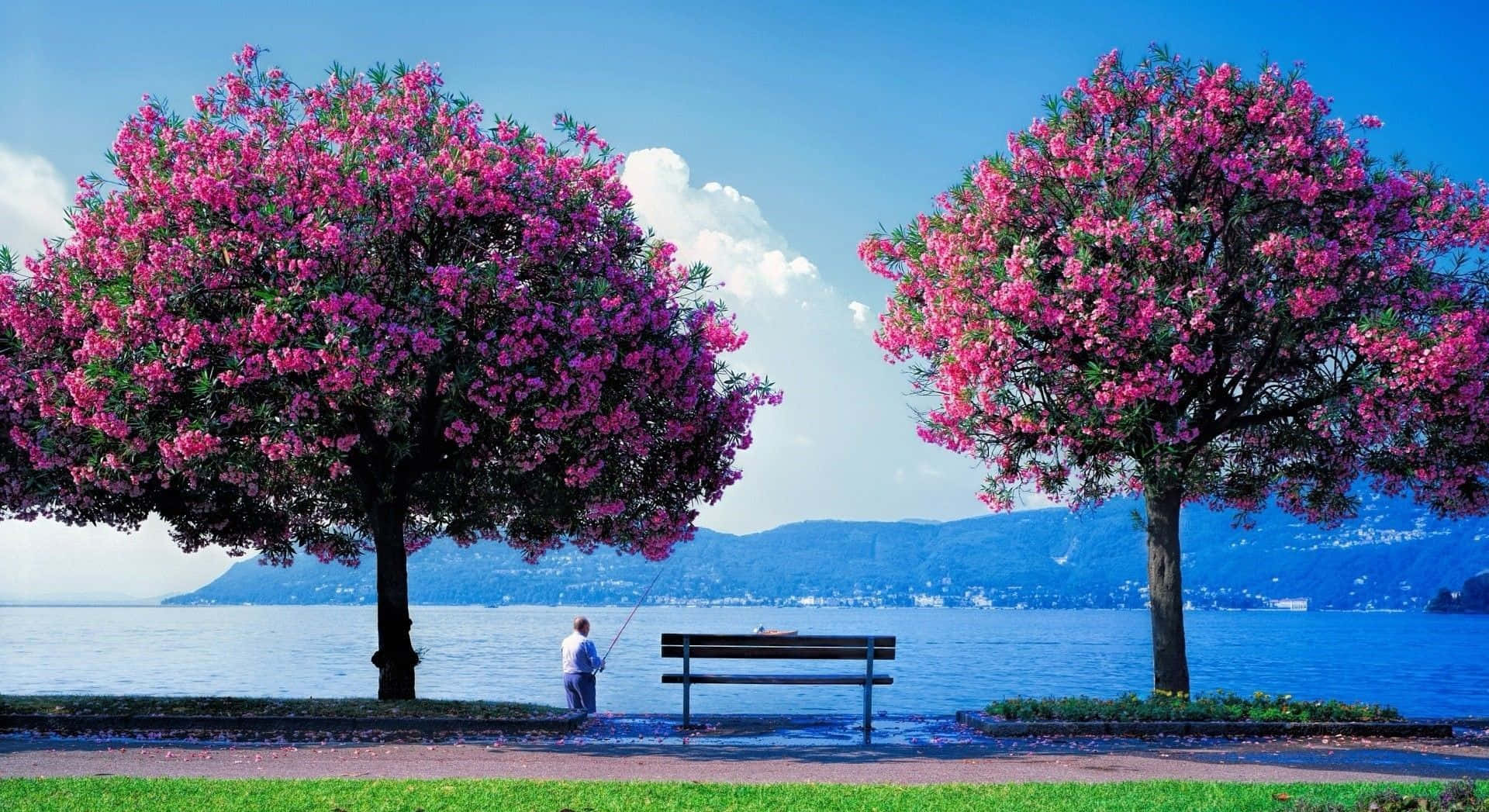 Beautiful Place 桌布 壁紙 — 一位孤獨的漁夫在寧靜的藍色湖邊，坐在兩棵盛開的粉紅樹下的長椅上拋出釣線。