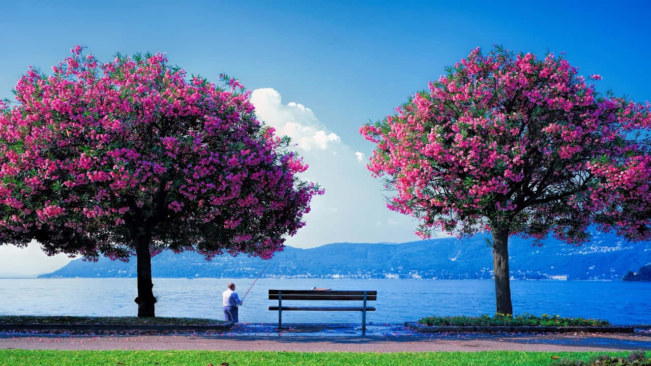 Spring Nature 桌布 壁紙 — 一位孤獨的漁夫站在寧靜的湖邊，兩棵盛開的粉紅色樹木下，遠處有山脈，天空清澈湛藍。
