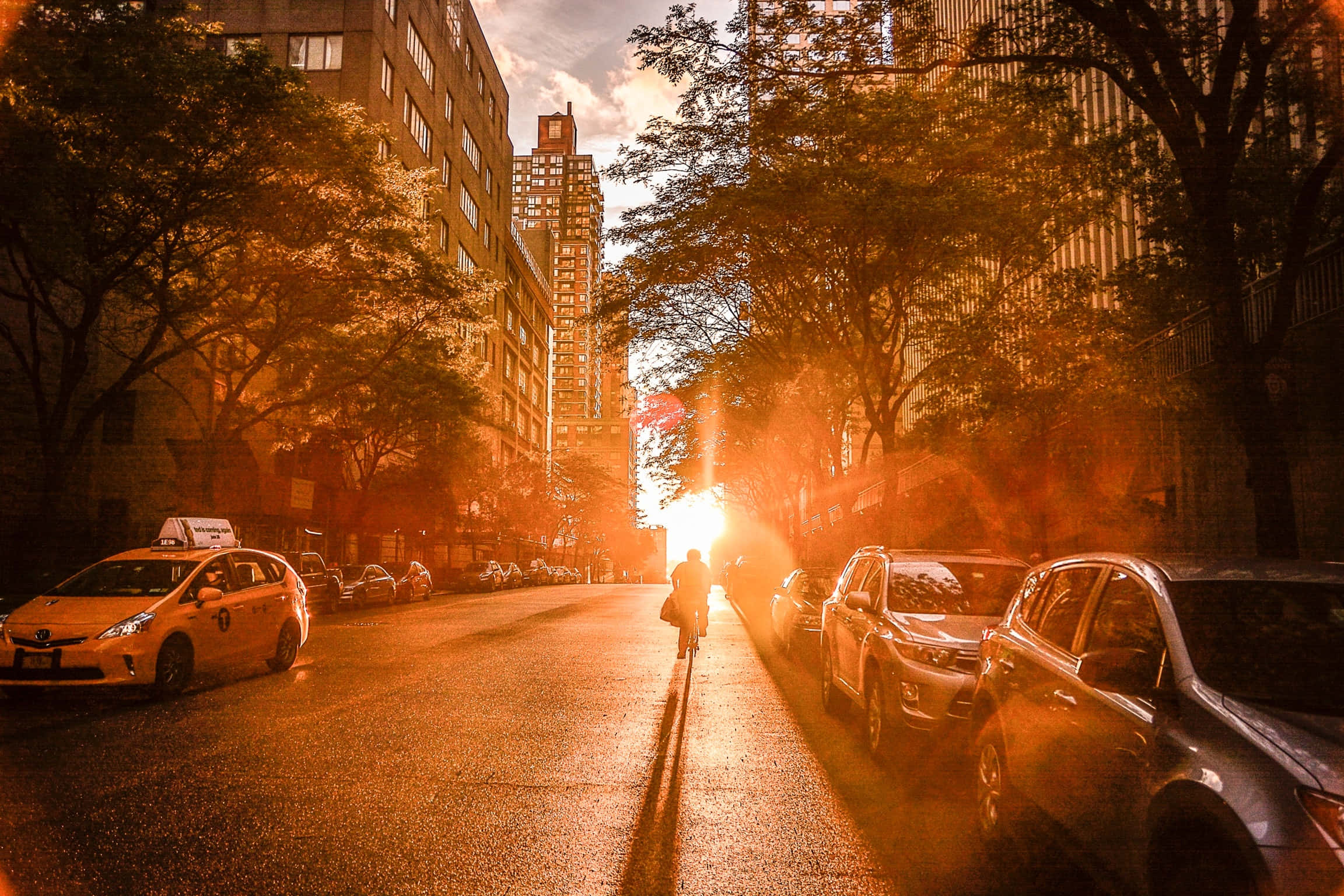 Nyc 桌布 壁紙 — 一位孤獨的自行車手在陽光普照的城市街道上騎行，金色的光線穿過樹木，照亮了停泊的汽車。