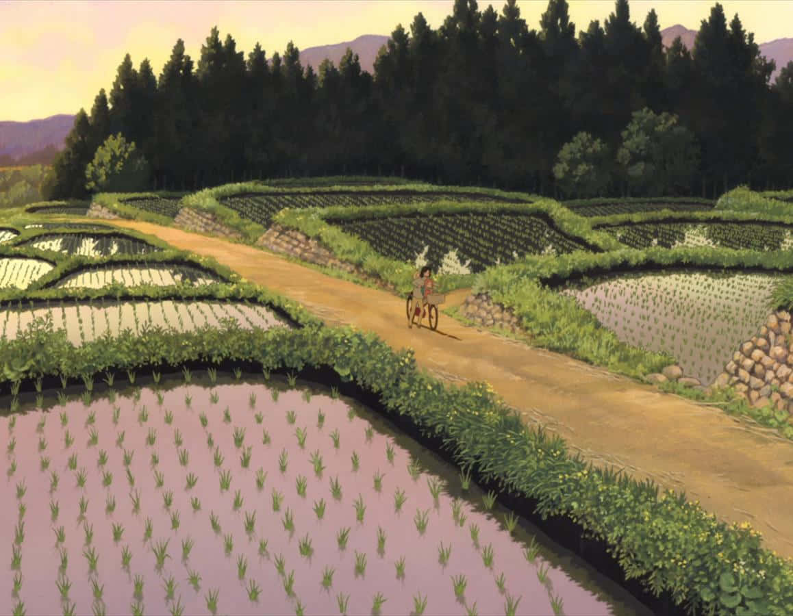 Wolf Children 桌布 壁紙 — 一位孤獨的自行車騎士沿著一條泥土路穿過色彩繽紛的梯田，在溫暖的金色天空下踩踏前進。