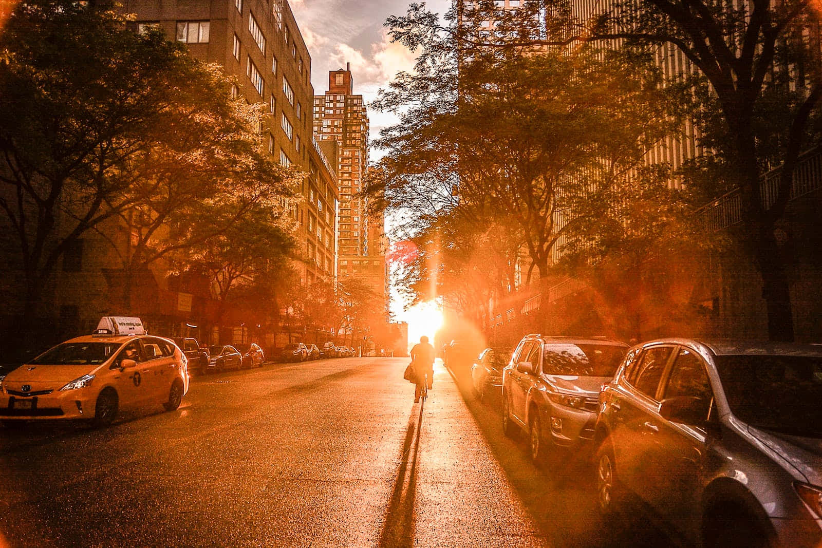Cute Sunset 桌布 壁紙 — 一位孤獨的自行車騎士沿著陽光普照的城市街道騎行，金色光線穿過樹木，照亮了停放的汽車。