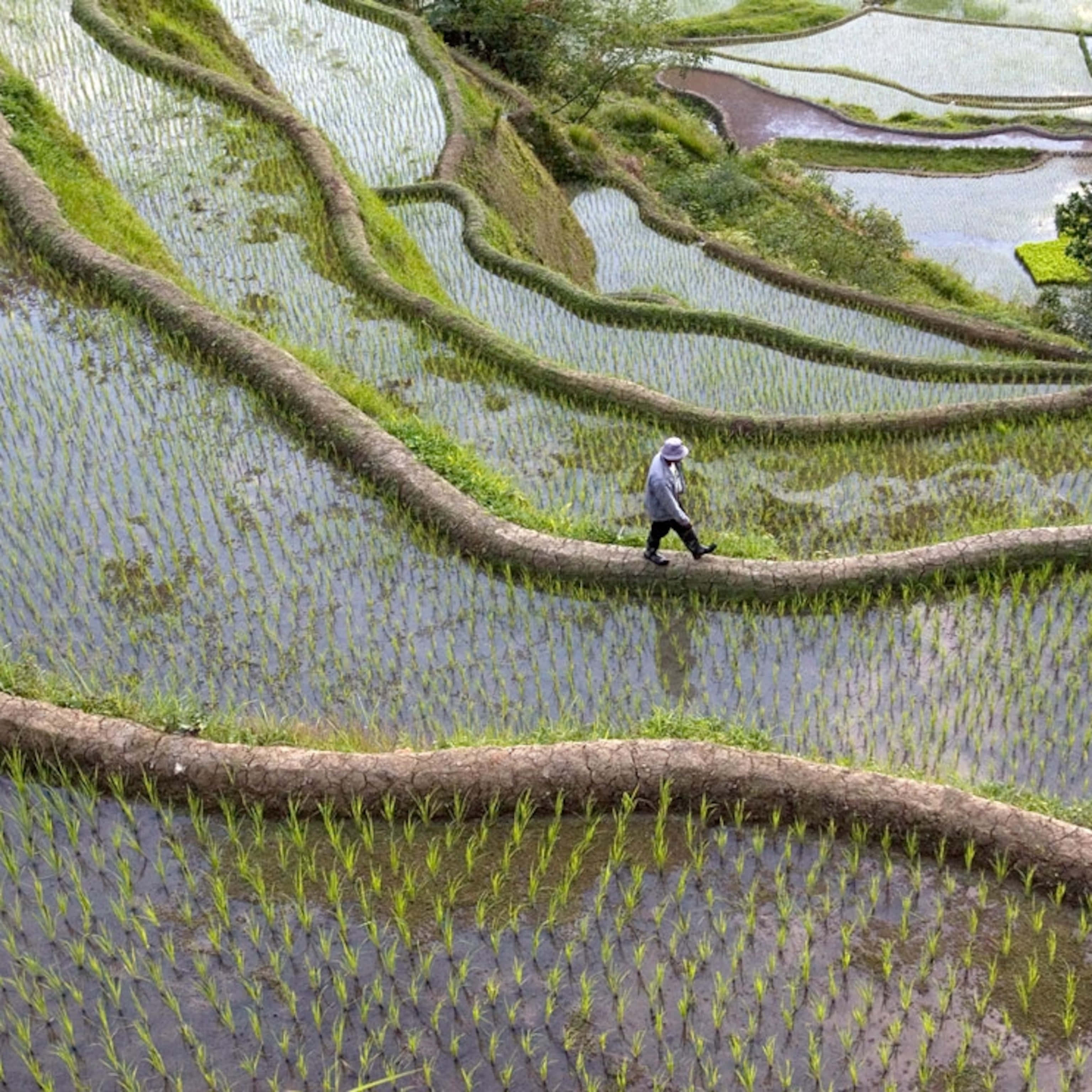 山景 桌布 壁紙 — 一位孤獨的農夫沿著彎曲的土路走在倒映天空的淹水稻田之間。
