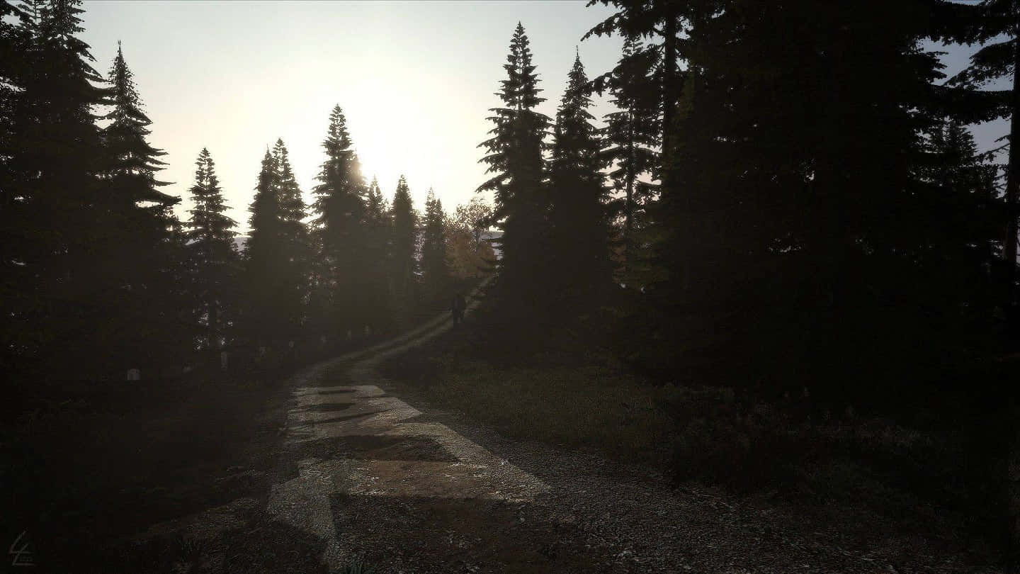 1440p Dayz 桌布 壁紙 — 一位孤獨的遠足者在黎明時分行走在霧氣瀰漫的森林小徑上，高大的松樹在柔和發光的天空映襯下形成剪影。