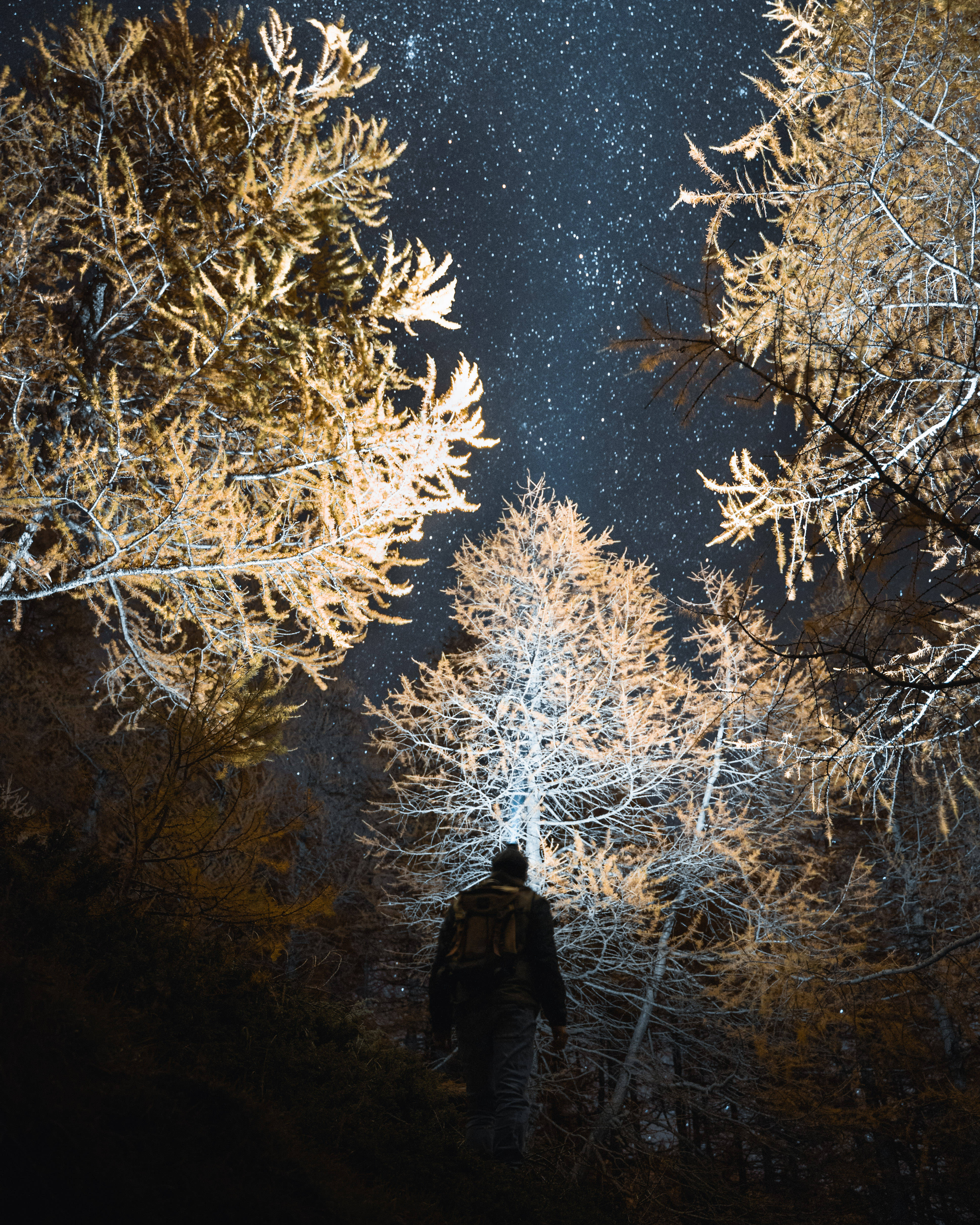 漸層 桌布 壁紙 — 一位孤獨的遠足者站在灑滿雪花的落葉松下，仰望閃爍的星空。