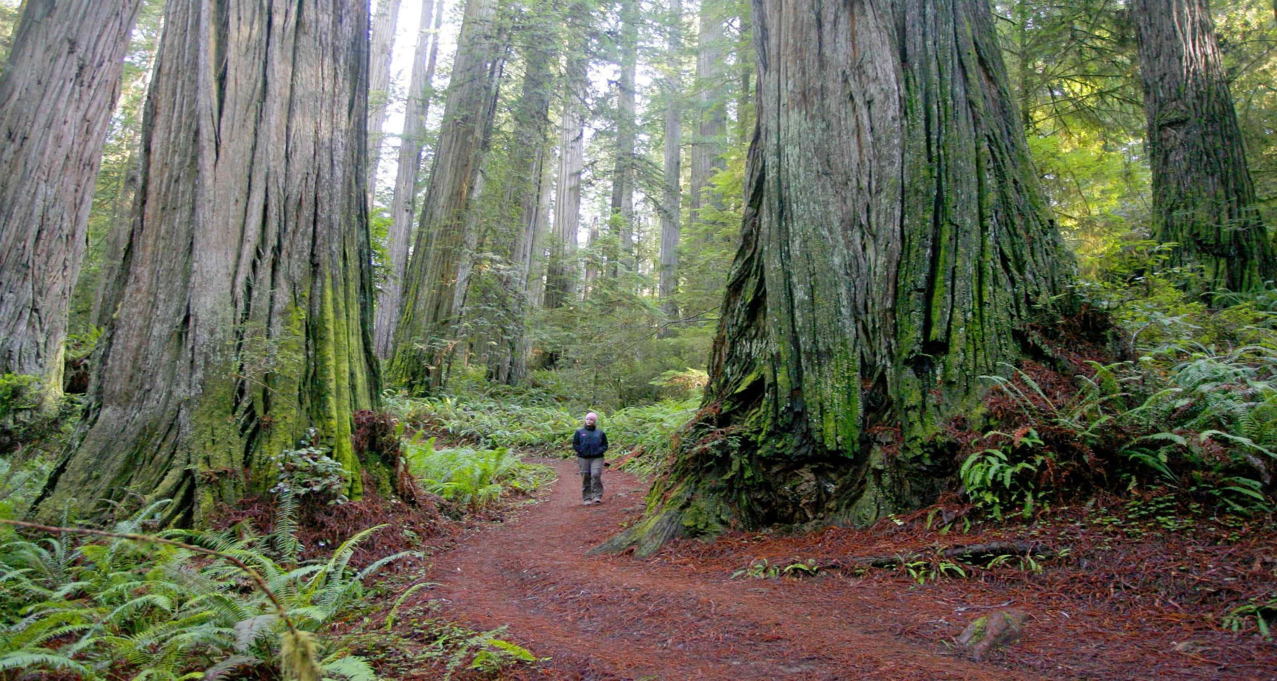 Redwood Trees 桌布 壁紙 — 一位孤獨的遠足者走在紅棕色的森林小徑上，兩旁是巨大的、長滿苔蘚的紅杉樹和茂密的蕨類植物。