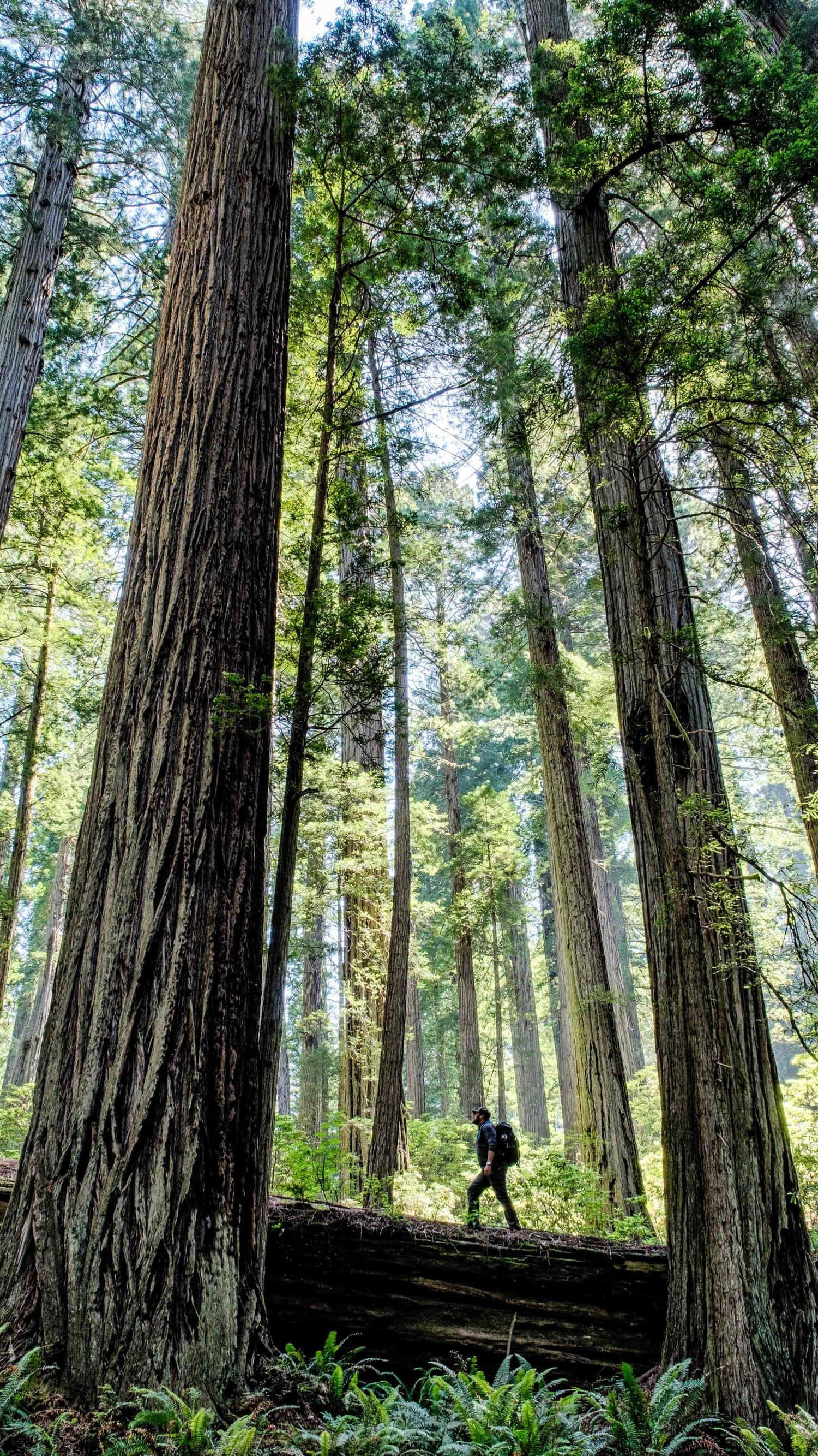 Hiking 桌布 壁紙 — 一位孤獨的遠足者走過一棵倒下的圓木，下方是高聳的紅杉樹，斑駁的陽光透過樹冠灑落。