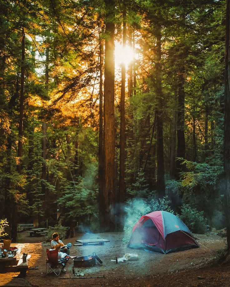 Winter Camping 桌布 壁紙 — 一位孤獨的露營者坐在煙霧繚繞的營火旁，身處陽光明媚的紅杉林中，金色的光線穿過高聳的樹木。
