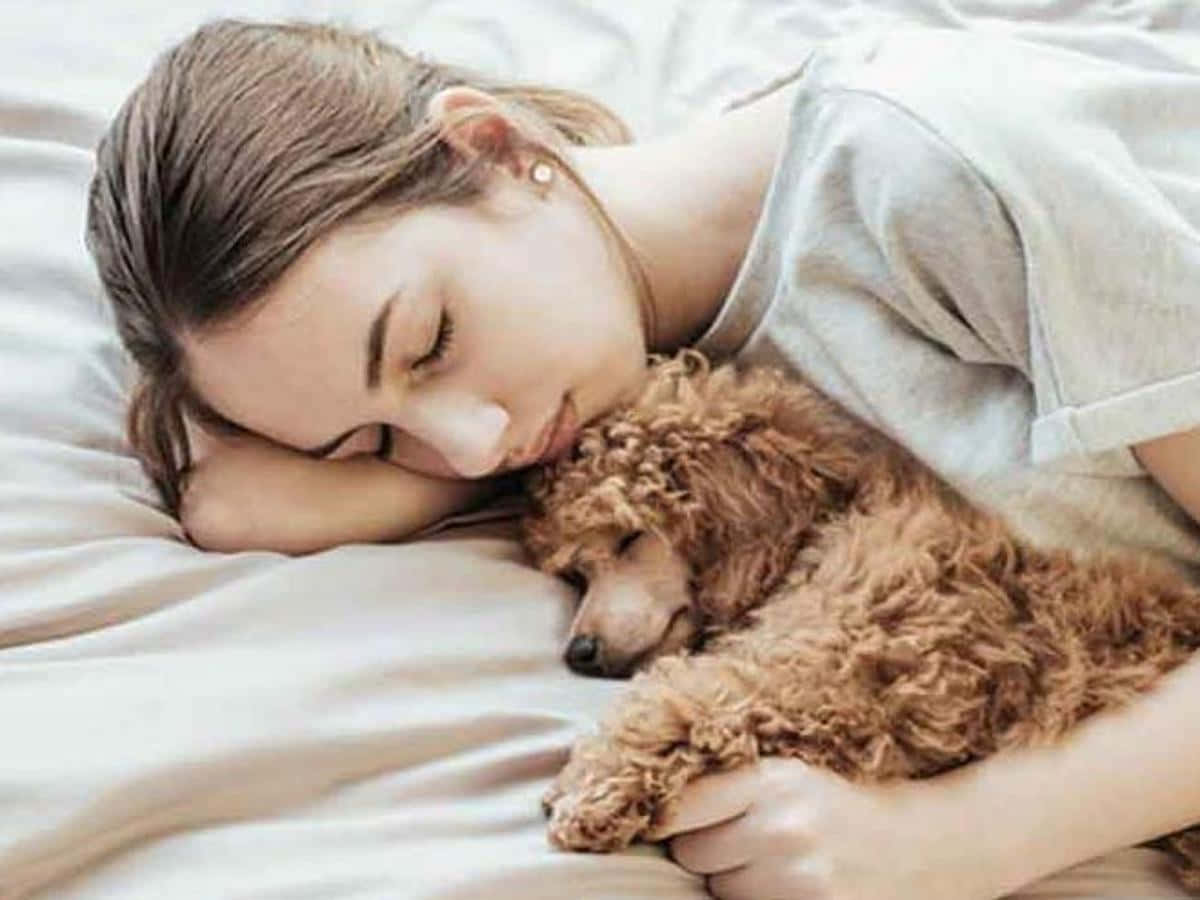 攝影 桌布 壁紙 — 一位年輕女子在床上安詳地睡著，頭枕在一隻也在她旁邊睡著的毛茸茸棕色貴賓犬身上。