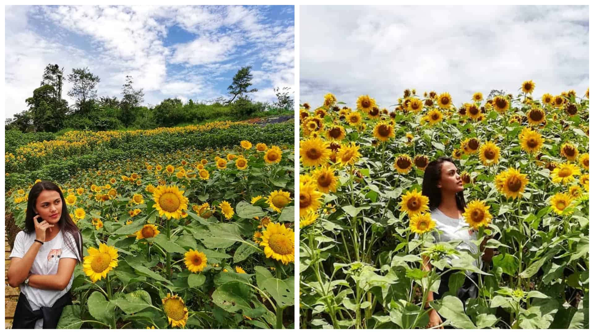 Beautiful Sunflower 桌布 壁紙 — 一位年輕女性在部分多雲的藍天下，於廣闊的亮黃色向日葵田中微笑。