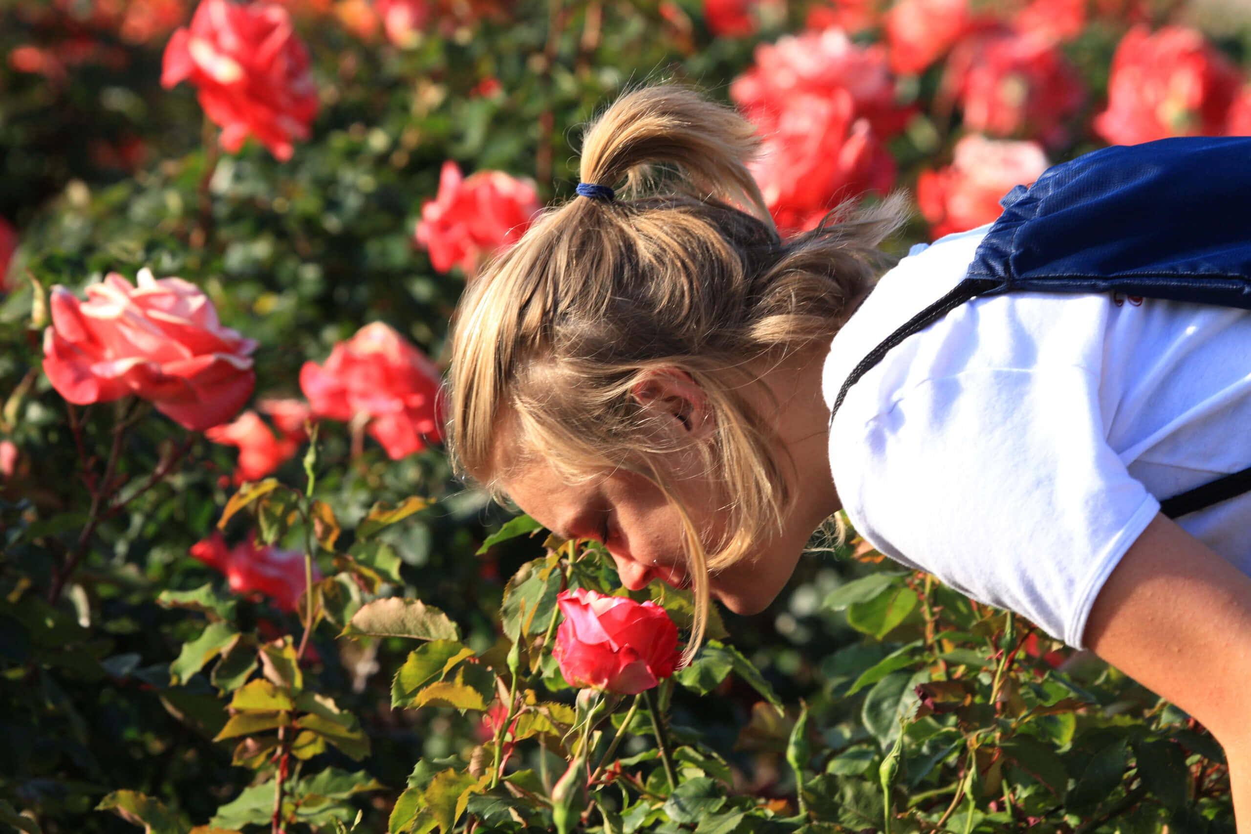 Rose Garden 桌布 壁紙 — 一位年輕的金髮馬尾辮女性在陽光明媚的花園中俯身聞一朵鮮豔的紅玫瑰。