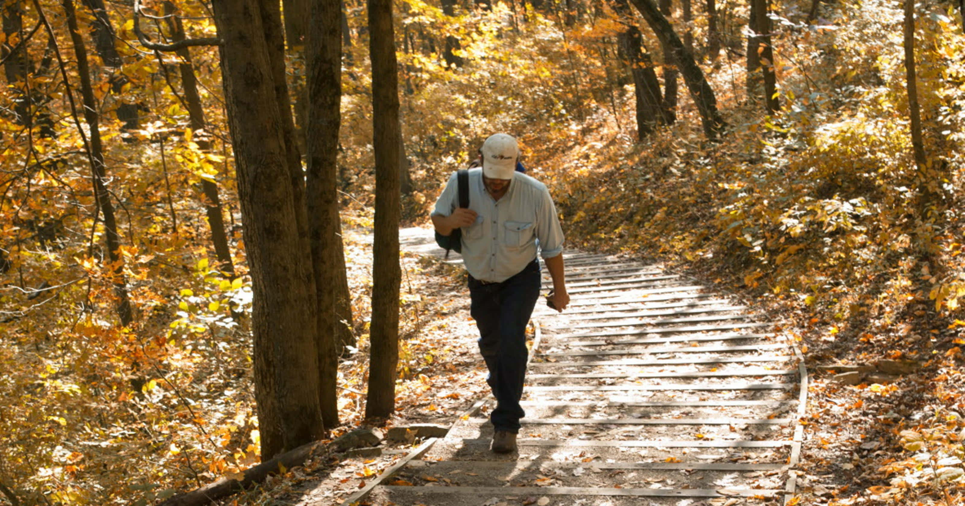 Fall Hikes 桌布 壁紙 — 一位年長男子沿著木樓梯走過陽光普照、金葉飄落的秋日森林。