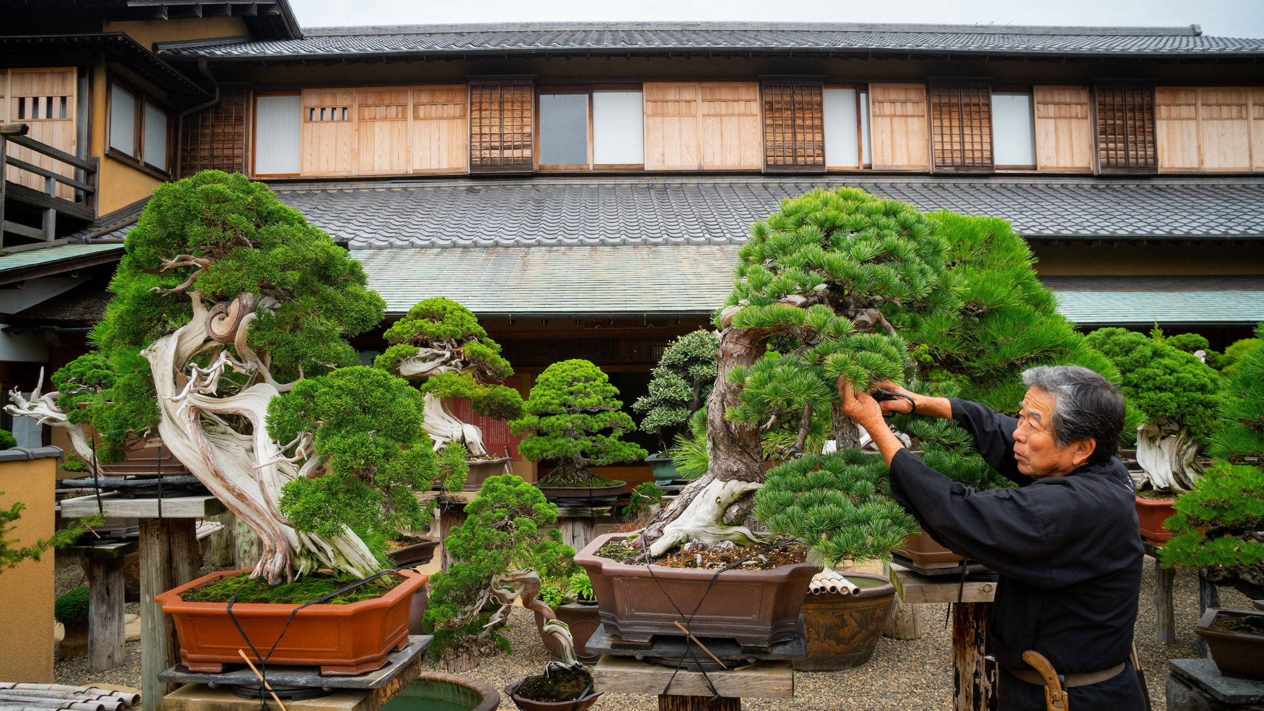 Garden 桌布 壁紙 — 一位年長的盆景大師在傳統的日本庭院中，小心修剪一棵茂盛的綠色松樹，庭院裡擺滿了其他精心塑形的盆景。