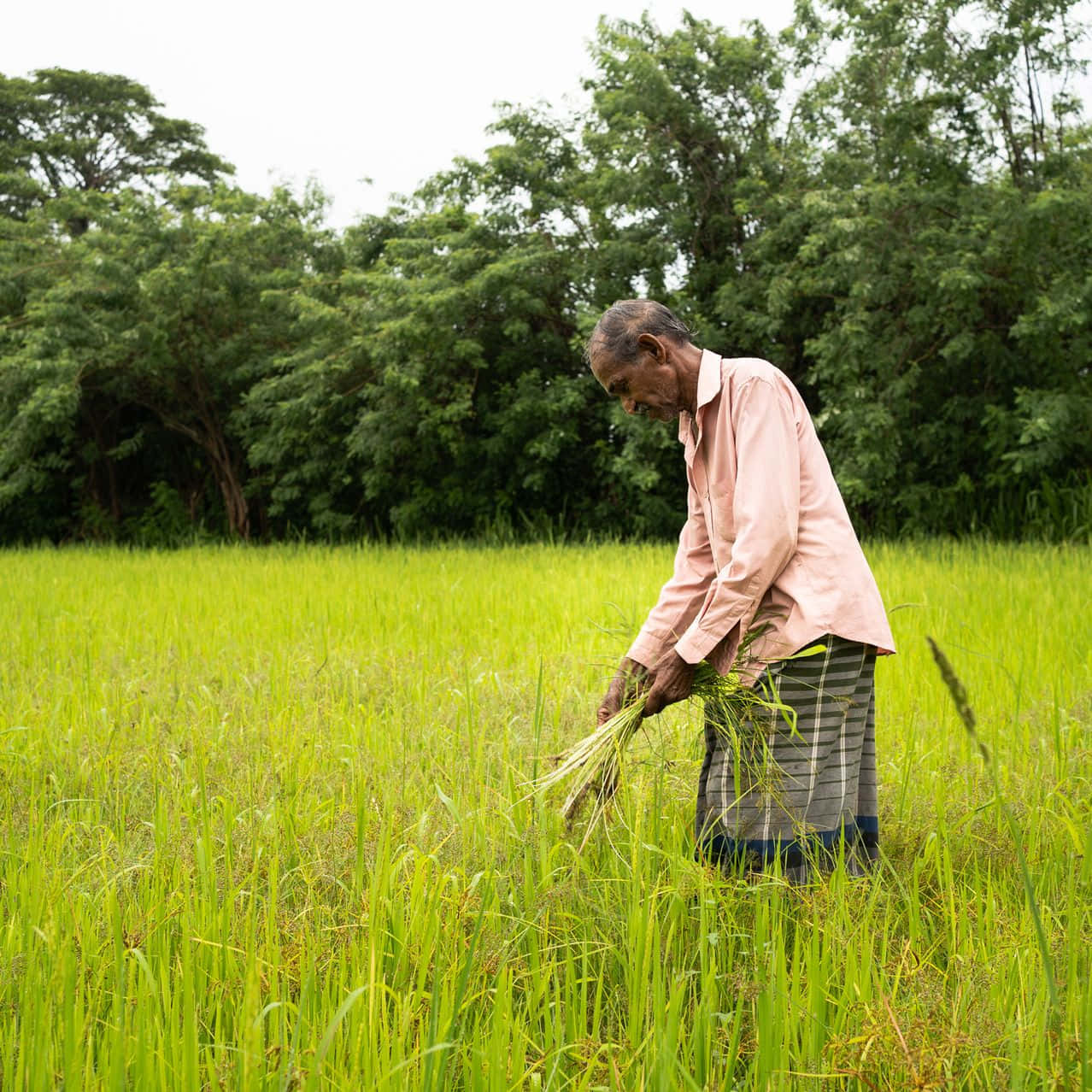 Farmer 桌布 壁紙 — 一位年長農夫在陰天下的翠綠稻田中彎腰收集稻稈。