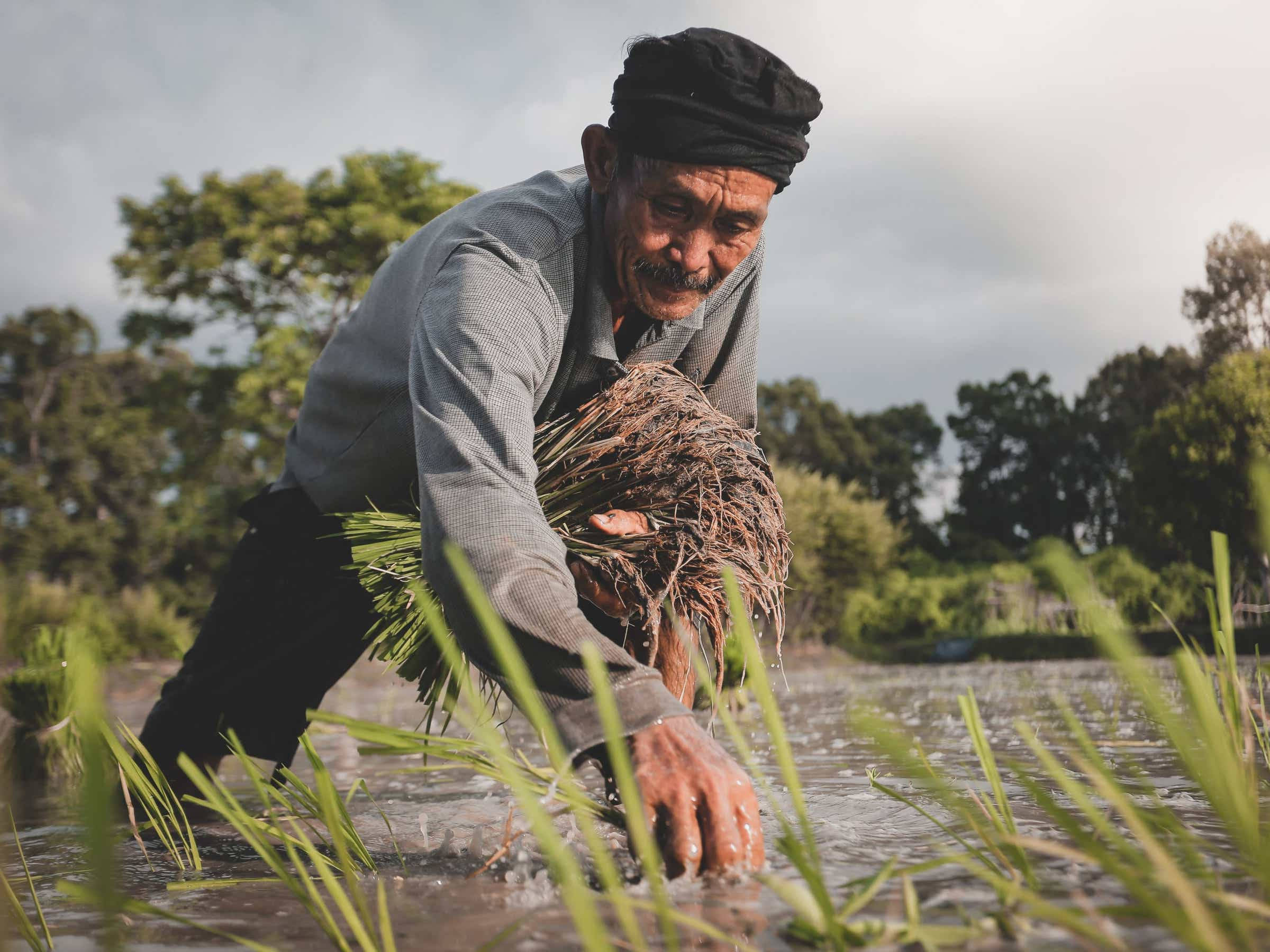 Farmer 桌布 壁紙 — 一位年長農夫在陰天彎腰於水田插秧。