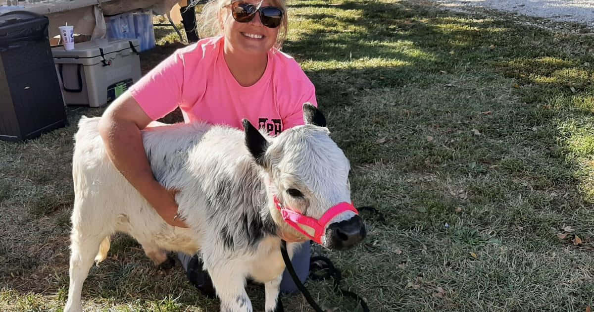 Cute Cow 桌布 壁紙 — 一位微笑的女子穿著粉紅色襯衫，在草地上撫摸一隻戴著粉紅色韁繩的小白牛。