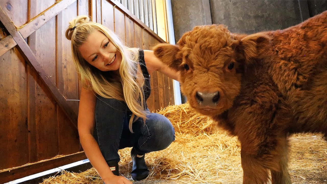 Cute Cow 桌布 壁紙 — 一位微笑的女子蹲在一個毛茸茸的棕色高地小牛旁邊，身處一個充滿乾草的質樸木製穀倉。
