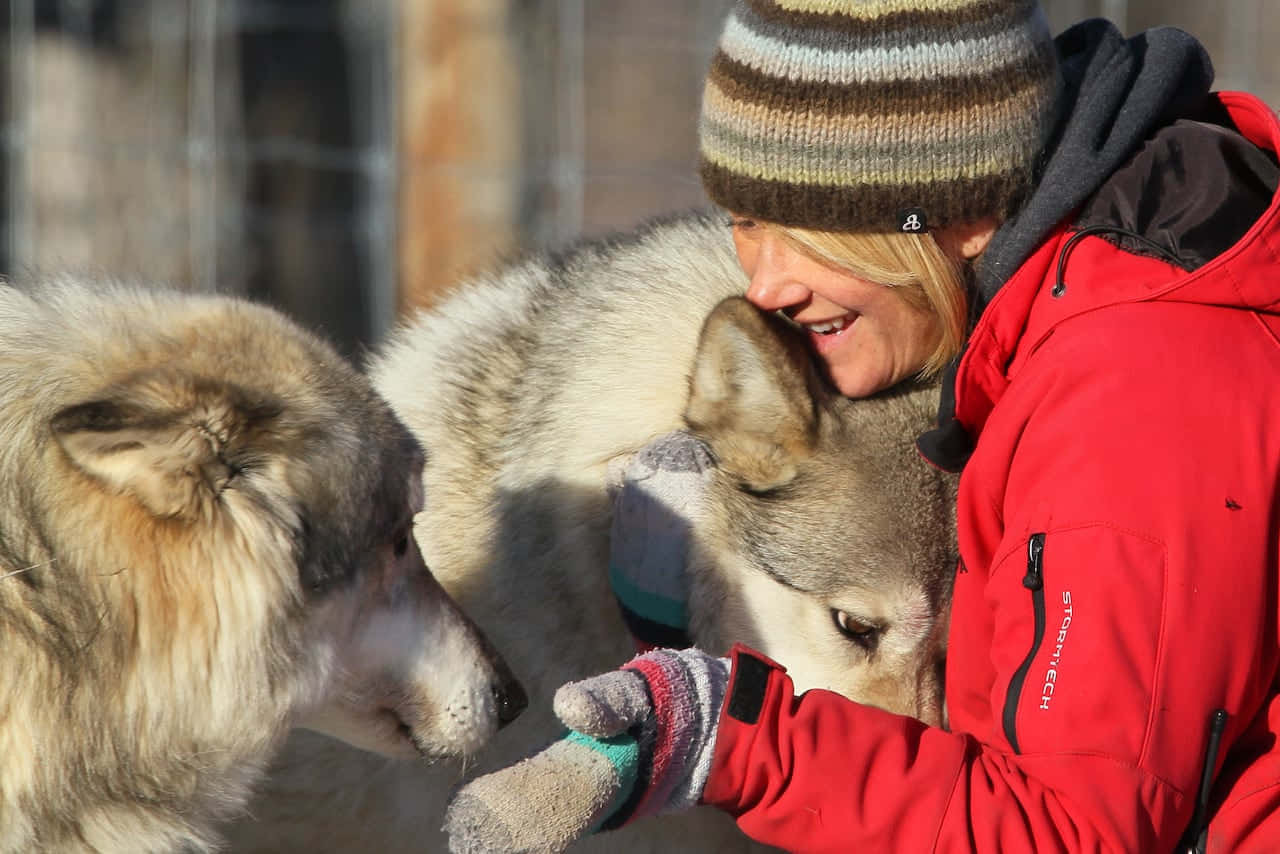 wolfdog 桌布 壁紙 — 一位微笑的女子身穿紅色外套和條紋毛帽，在雪地圍欄中輕撫一隻灰狼，另一隻狼在旁觀看。