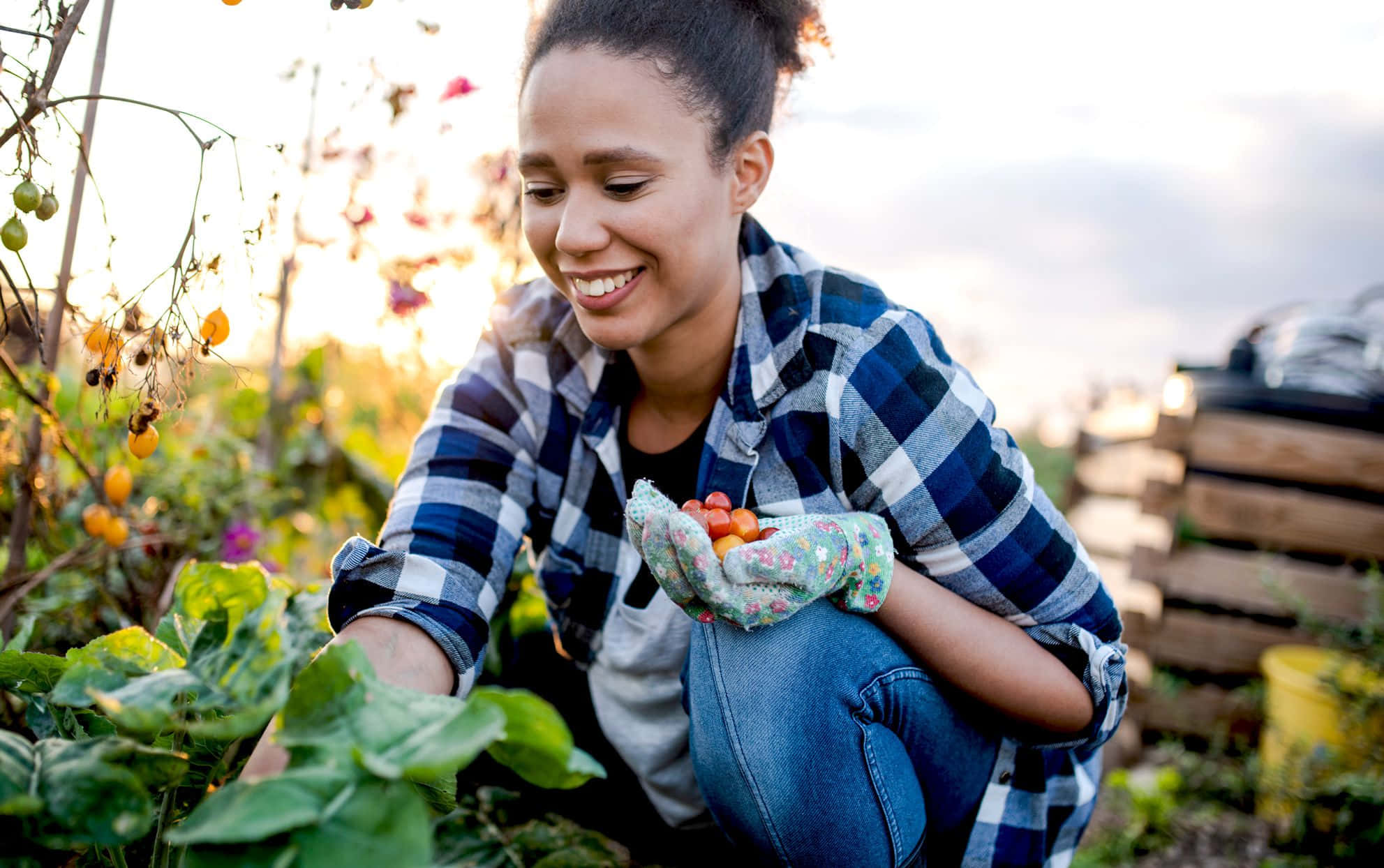 Gardening 桌布 壁紙 — 一位微笑的女性穿著格紋襯衫和園藝手套，在陽光明媚的蔬菜園中捧著新鮮的櫻桃番茄。