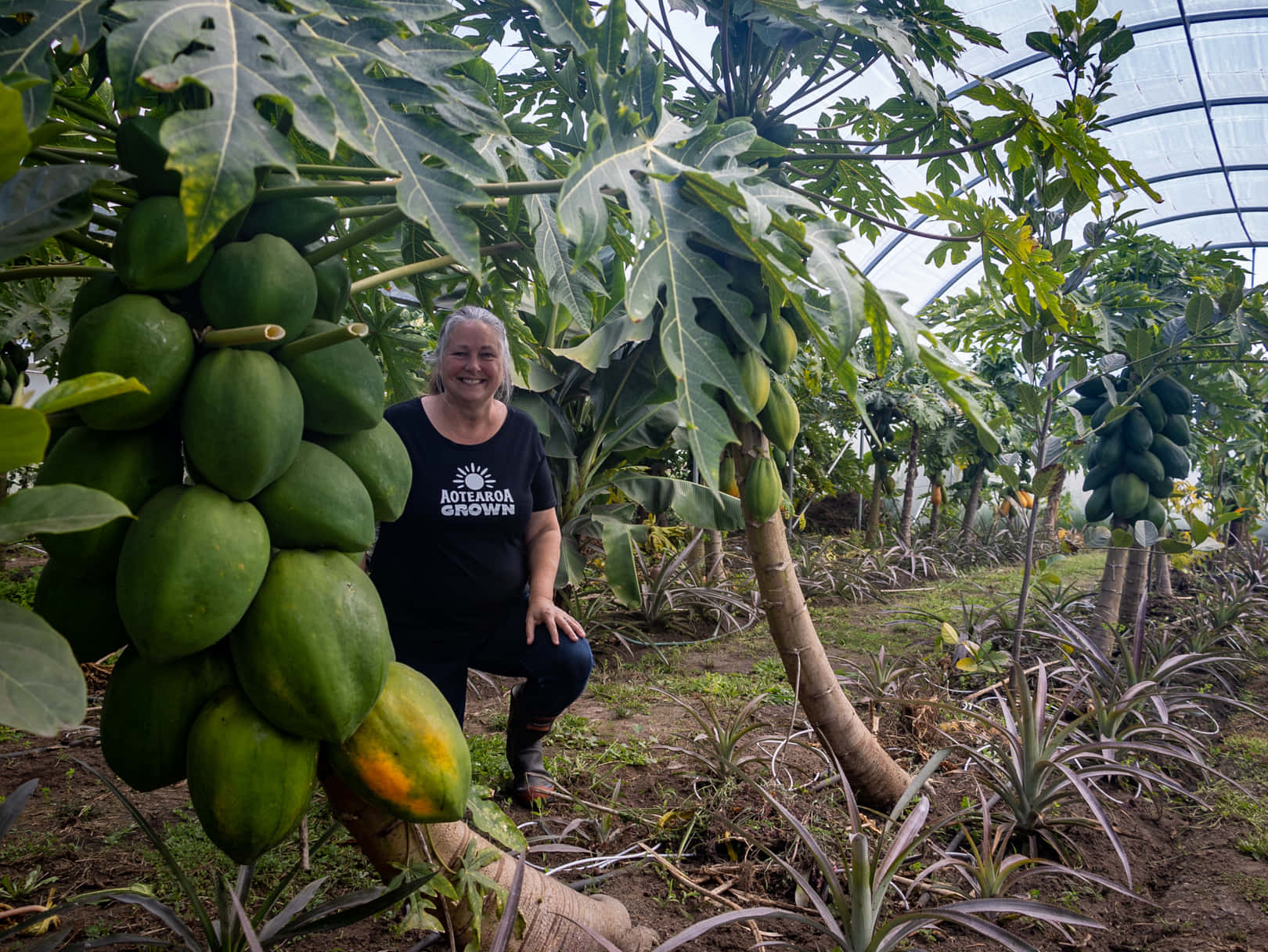 Fruit 桌布 壁紙 — 一位微笑的女性跪在溫室內一棵結滿綠色果實的木瓜樹旁，溫室有拱形玻璃屋頂。