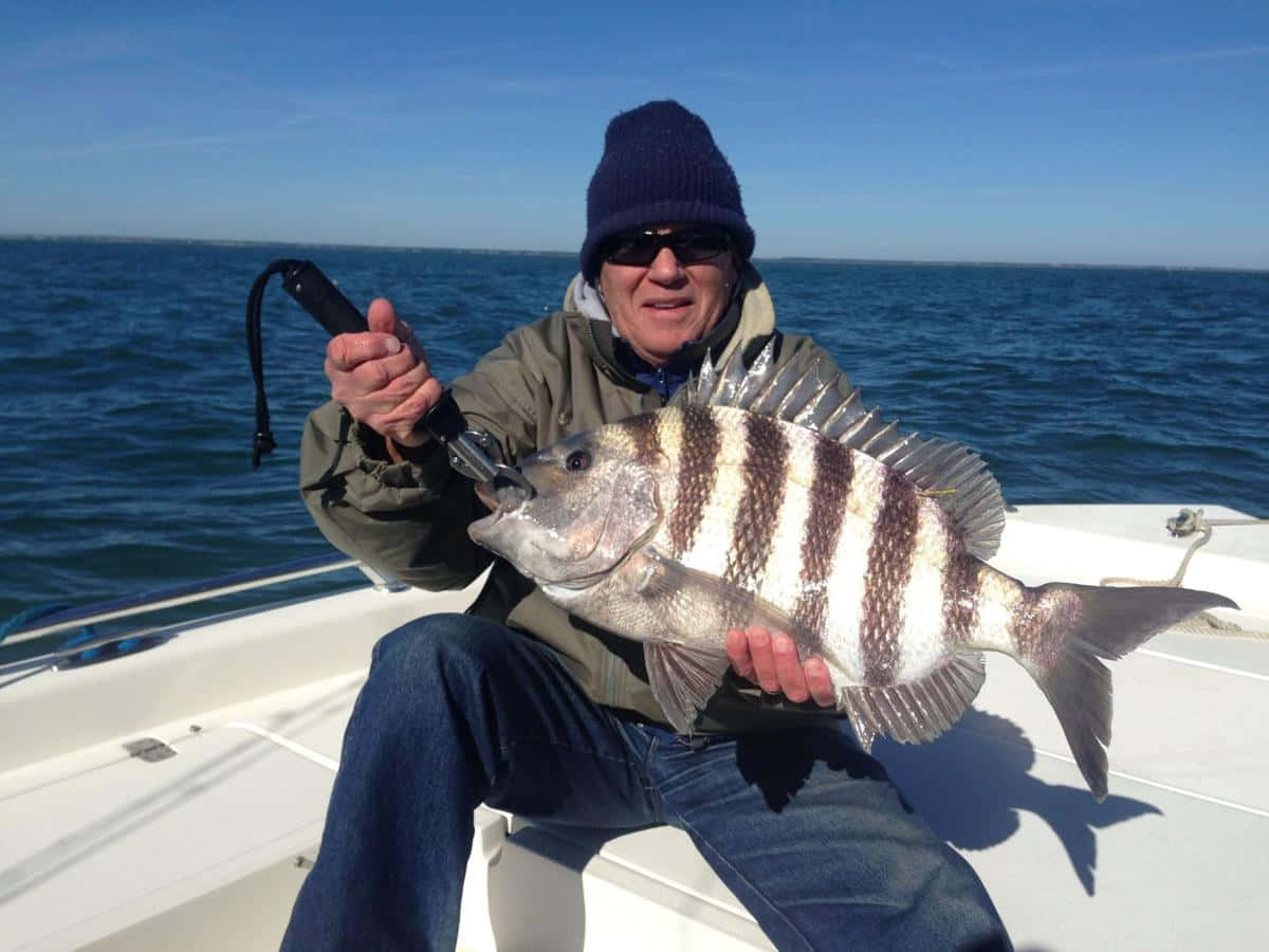 Sheepshead Fish 桌布 壁紙 — 一位微笑的漁夫在船上自豪地拿著一條大型條紋魚，背景是明亮的藍色海洋。