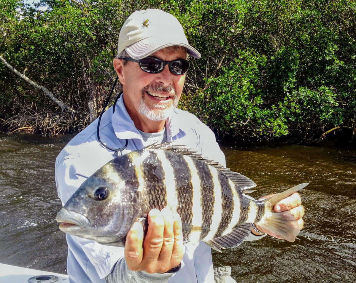 Sheepshead Fish 桌布 壁紙 — 一位微笑的漁夫在茂密紅樹林環繞的船上自豪地拿著一條大條紋魚。