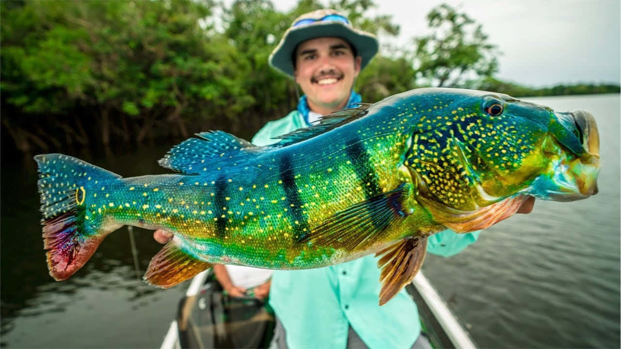魚 桌布 壁紙 — 一位微笑的漁夫自豪地展示一條色彩鮮豔、帶有虹彩鱗片的斑點魚，背景是茂密的綠色紅樹林。