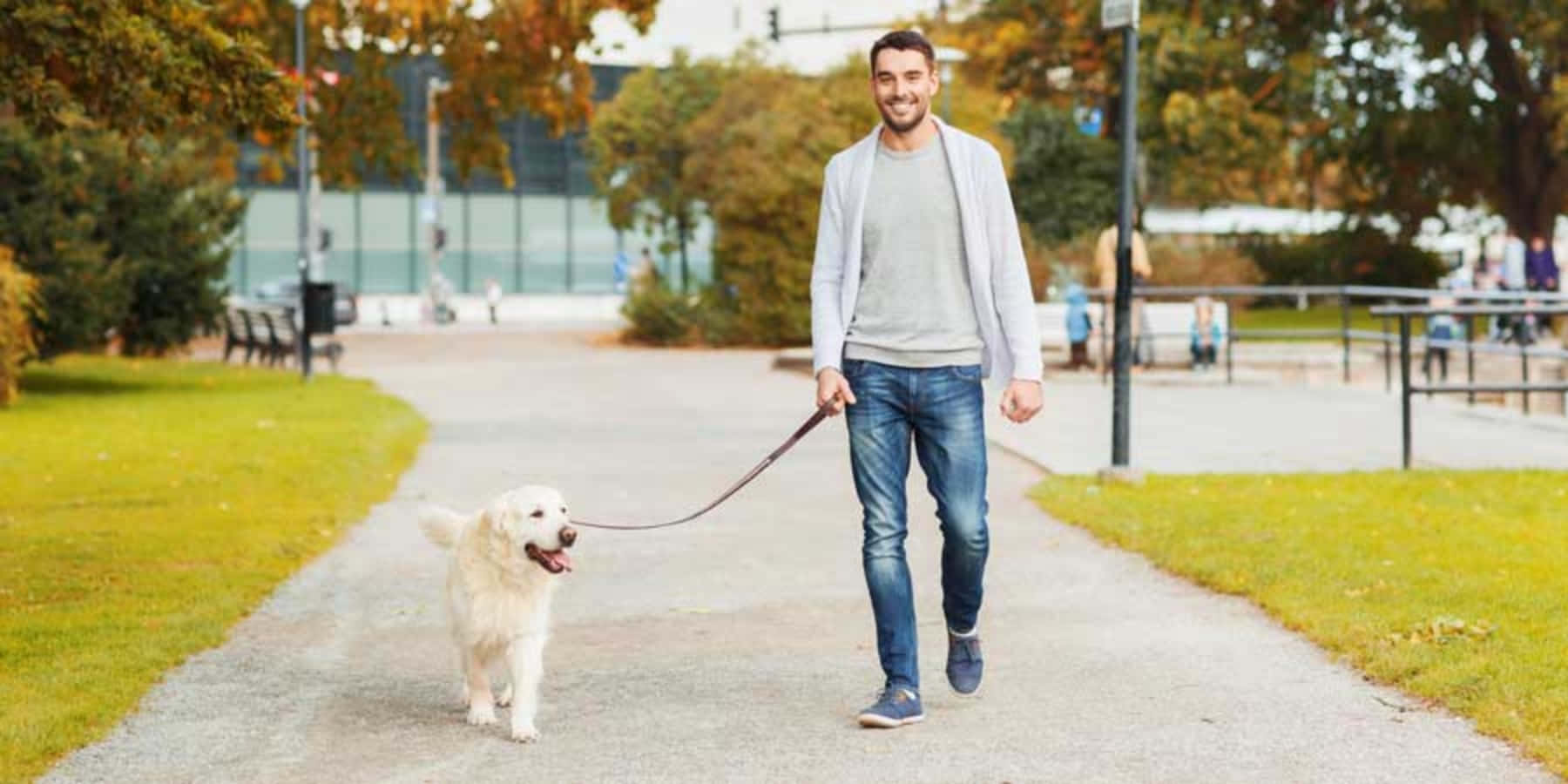 狗 桌布 壁紙 — 一位微笑的男子在秋季沿著綠樹成蔭的公園小徑遛他那毛茸茸的白狗。