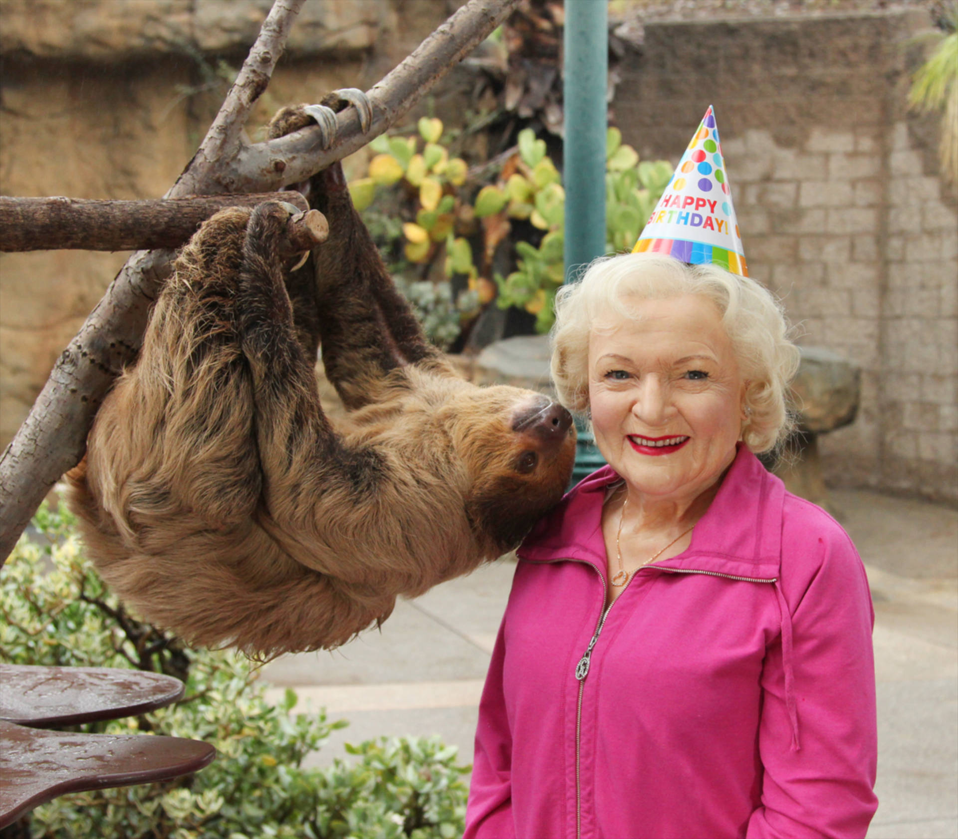 Betty White 桌布 壁紙 — 一位微笑的老年女士穿著粉紅色外套和生日帽，站在動物園圍欄內一隻掛在樹枝上的樹懶旁邊。