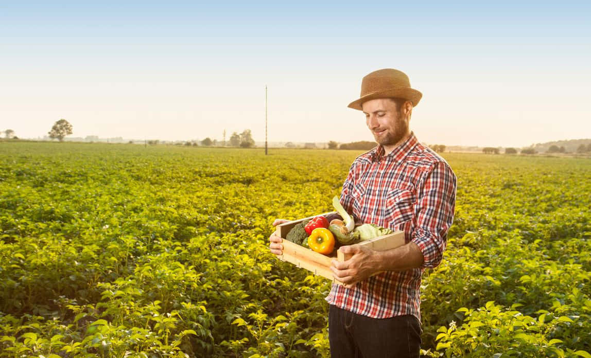 Organic Farming 桌布 壁紙 — 一位微笑的農夫穿著格紋襯衫和帽子，在晴朗藍天下廣闊的綠色田野中抱著一箱新鮮蔬菜。
