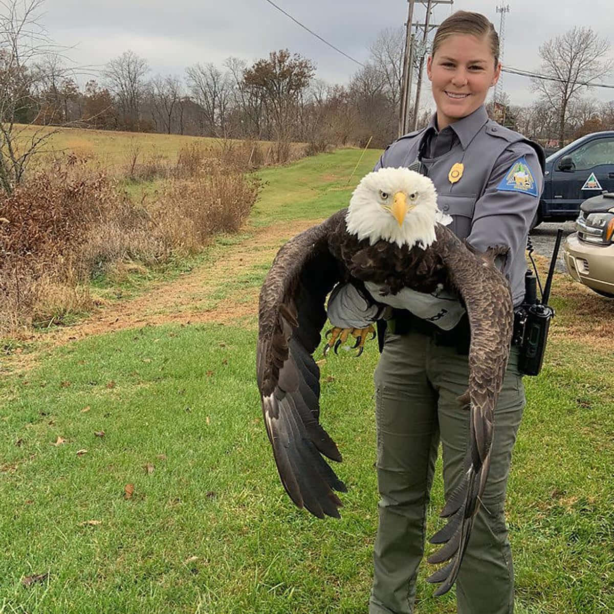 Eagle 桌布 壁紙 — 一位微笑的野生動物官員在陰天下的草地上抱著一隻展開翅膀的雄偉白頭鷹。