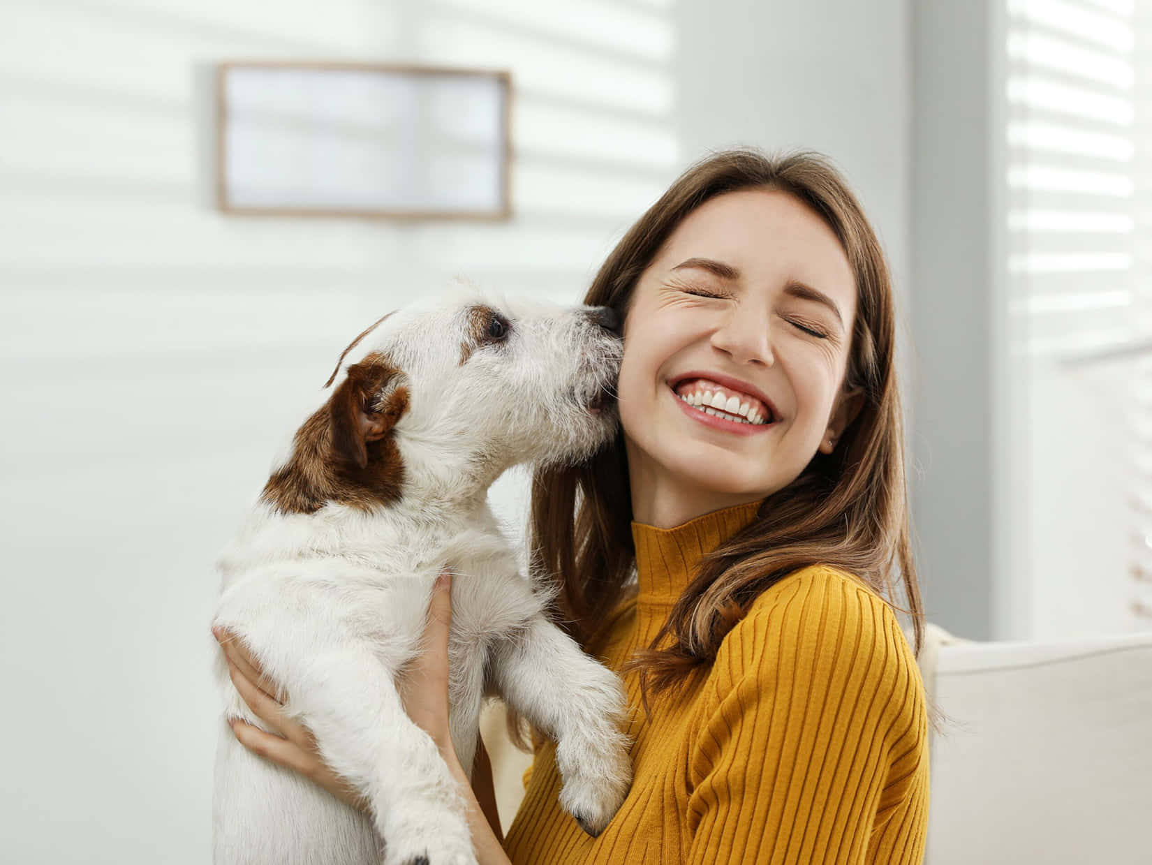 寵物動圖 桌布 壁紙 — 一位快樂的女人穿著黃色毛衣，笑著被一隻小白棕色狗在室內親吻臉頰。