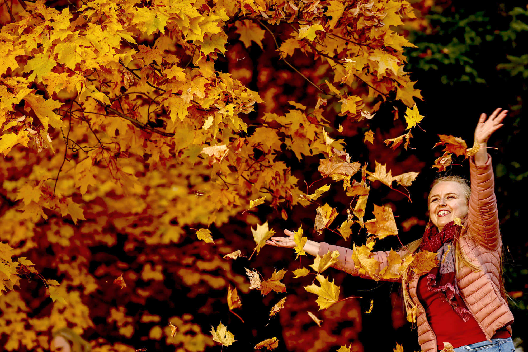 Autumn Fall 桌布 壁紙 — 一位快樂的女性在充滿活力的秋日樹冠下將金色的楓葉拋向空中。