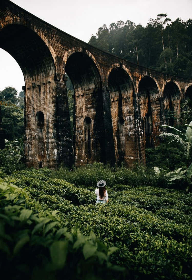 bridge 桌布 壁紙 — 一位戴帽子的孤獨旅人站在茂密的綠茶叢中，仰望一座被茂密森林環繞、長滿青苔的磚砌高架橋。