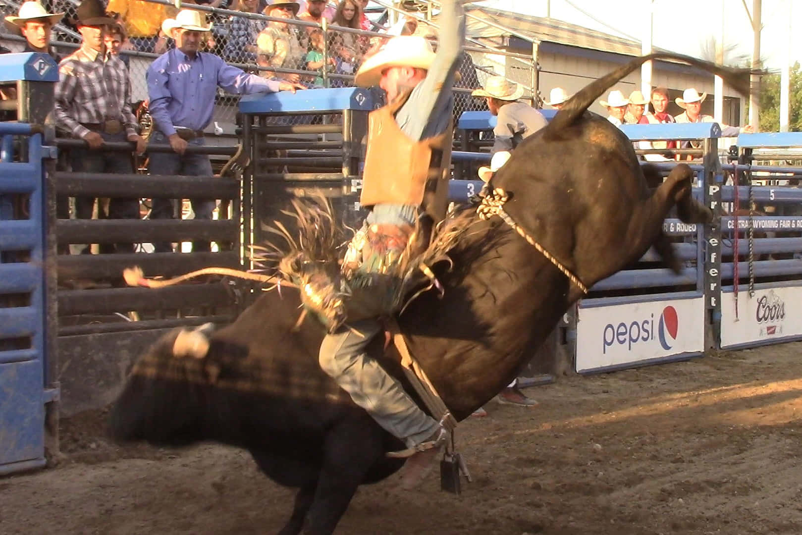 Bull Riding 桌布 壁紙 — 一位戴白帽的牛仔在塵土飛揚的牛仔競技場中緊抓著一頭猛踢的黑牛，觀眾在旁觀看。