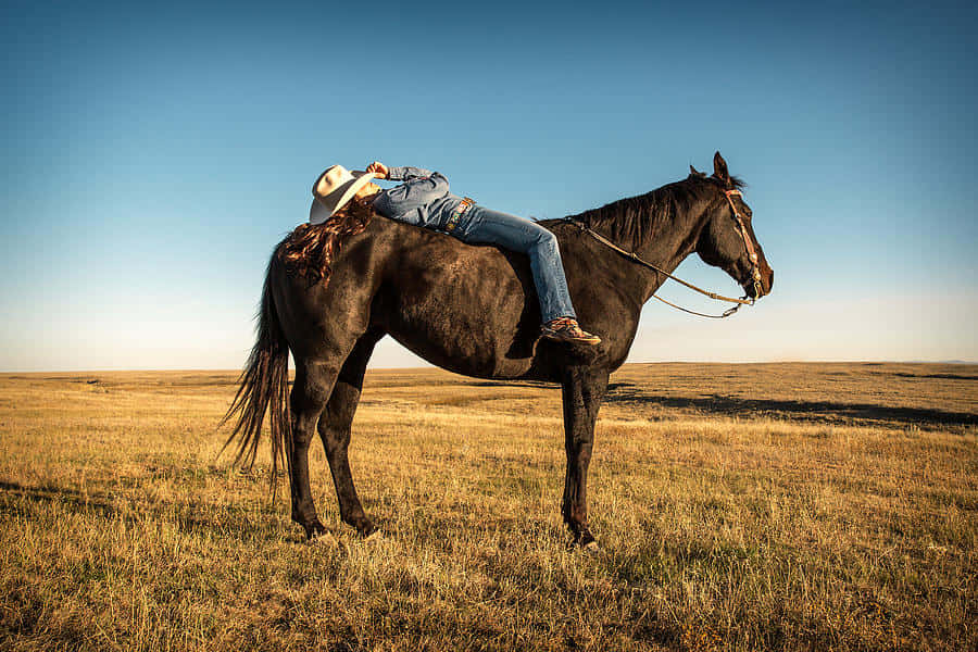 Pretty Horses 桌布 壁紙 — 一位戴白帽的牛仔在晴朗藍天下，於廣闊的金色田野中，安詳地躺在一匹深色馬的背上休息。